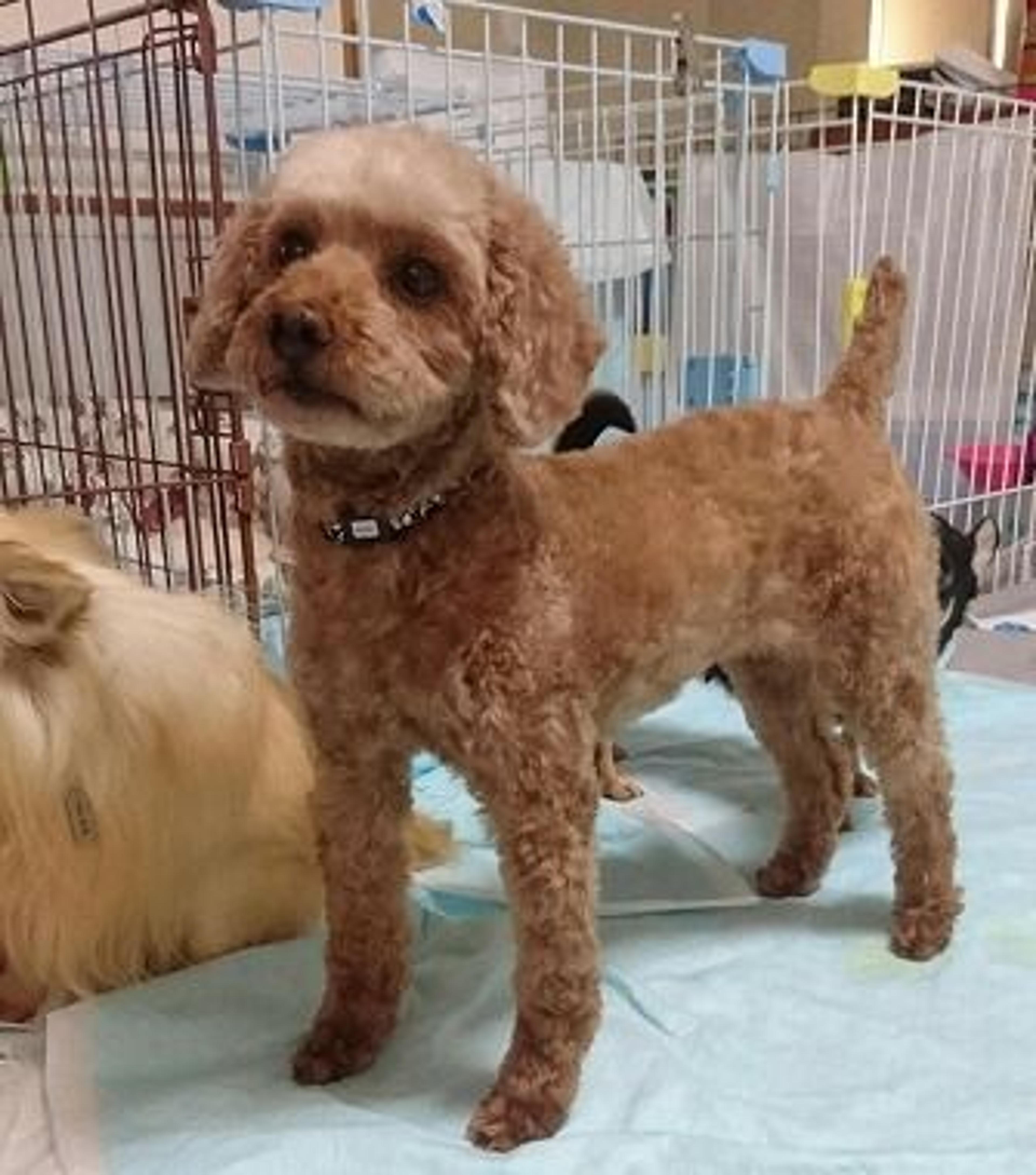 pet-image-3
