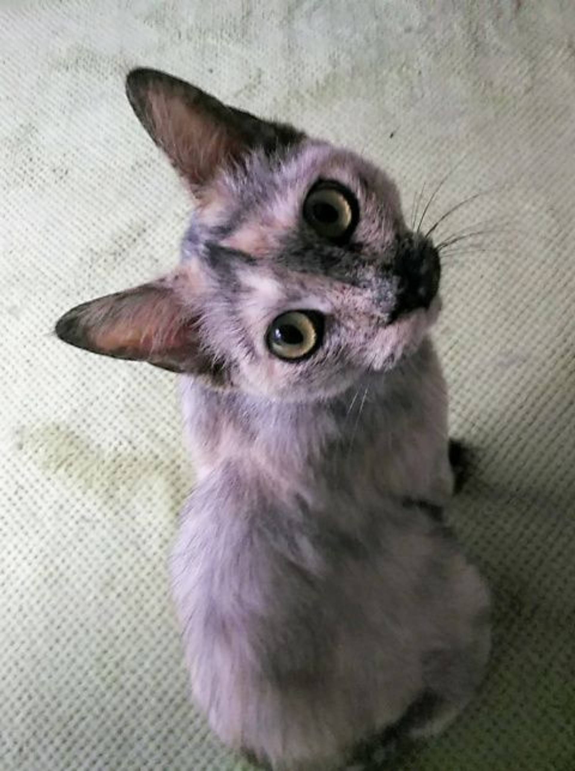 雑種（ミックス猫）・メスの里親募集の写真