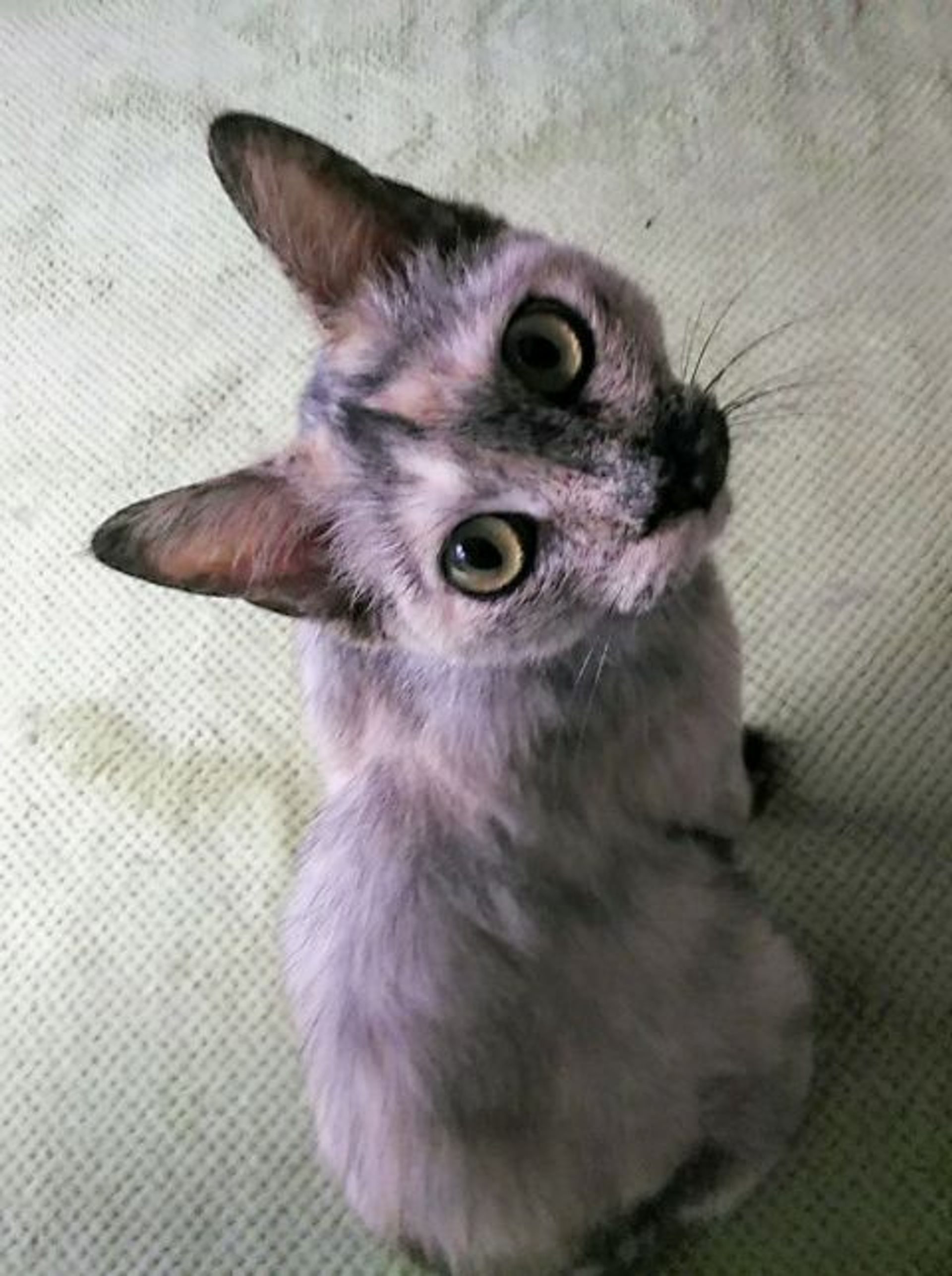 雑種（ミックス猫）・メスの里親募集の写真