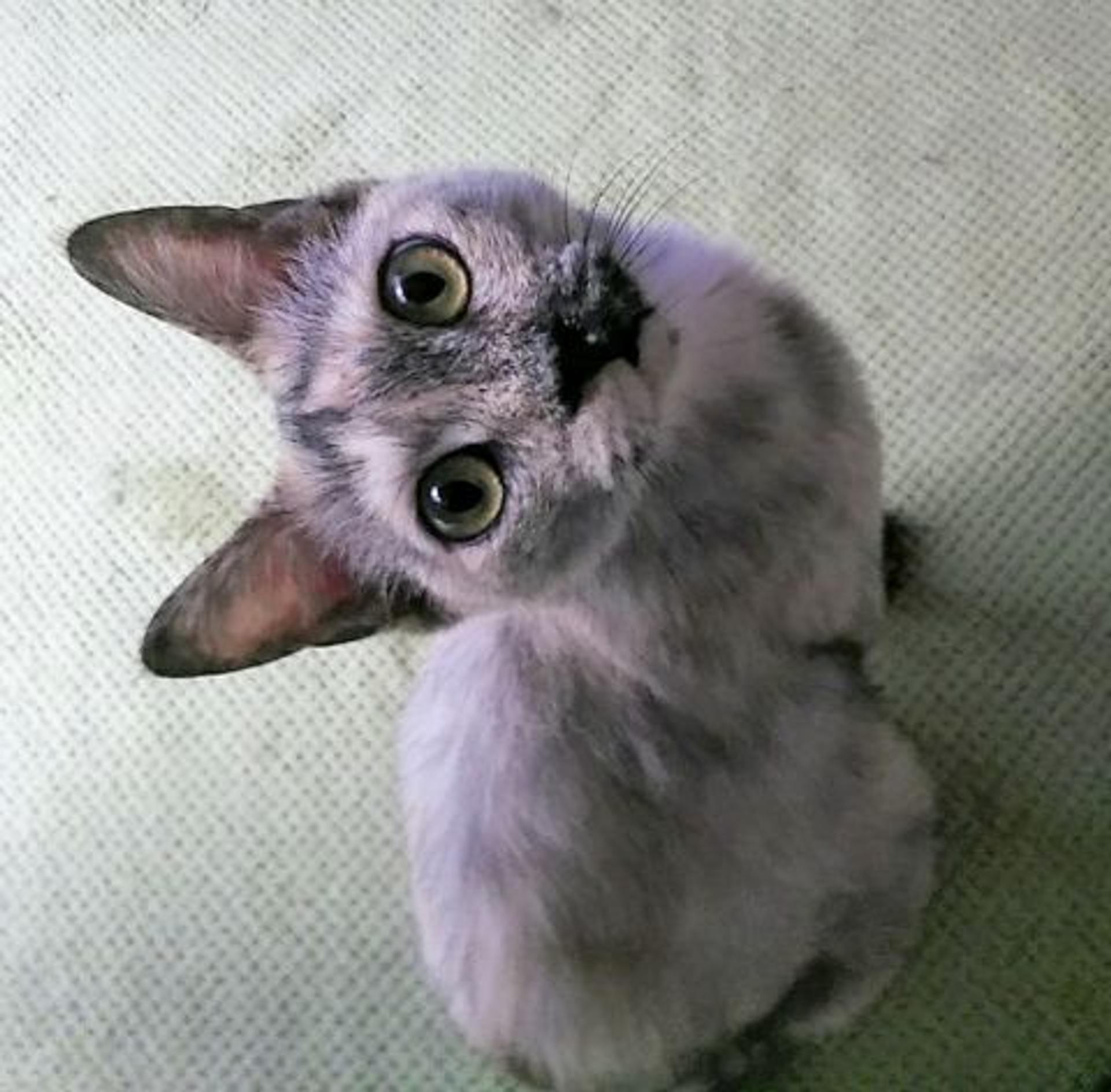 pet-image-2