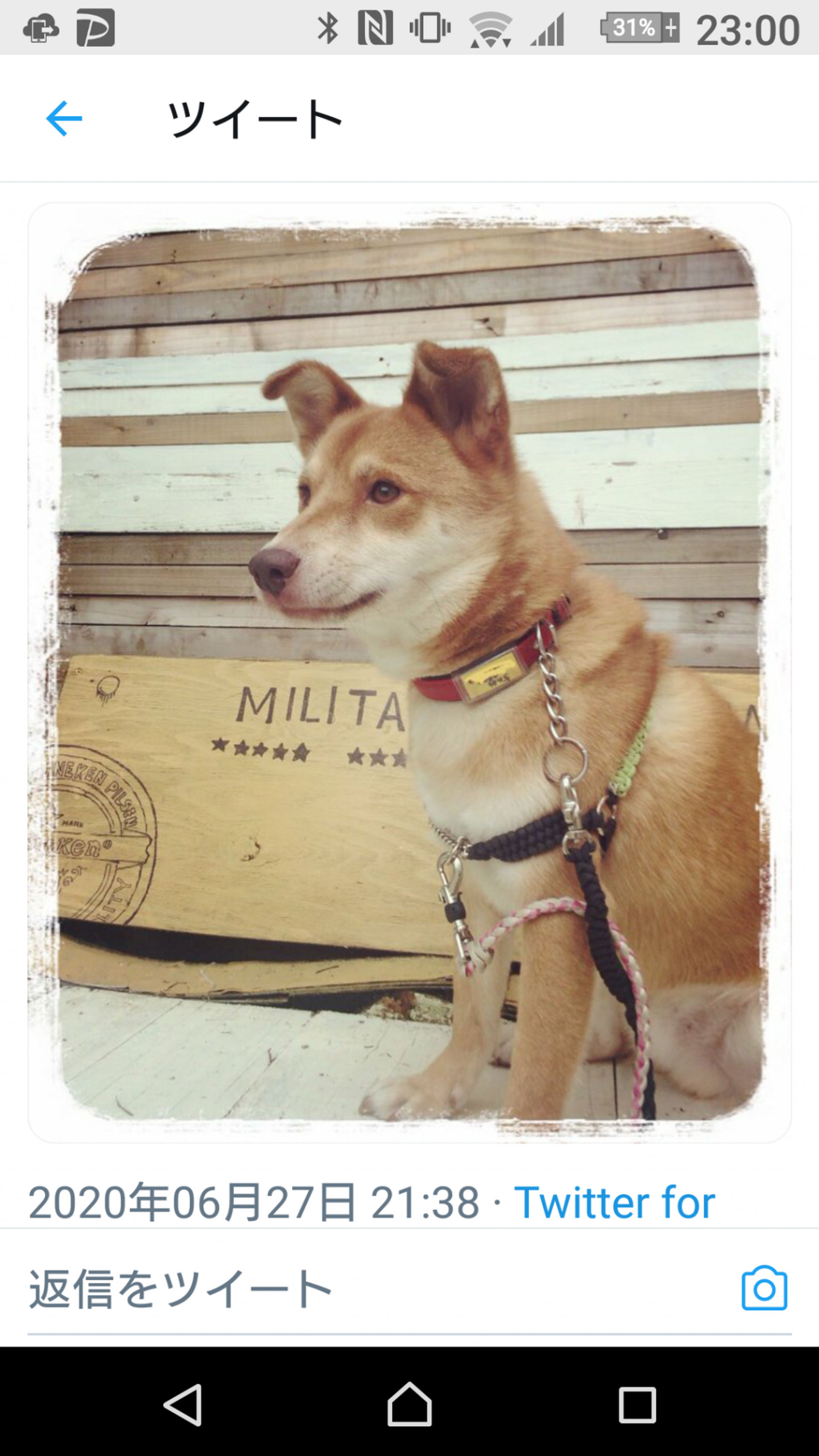 雑種（ミックス犬）・オスの里親募集の写真