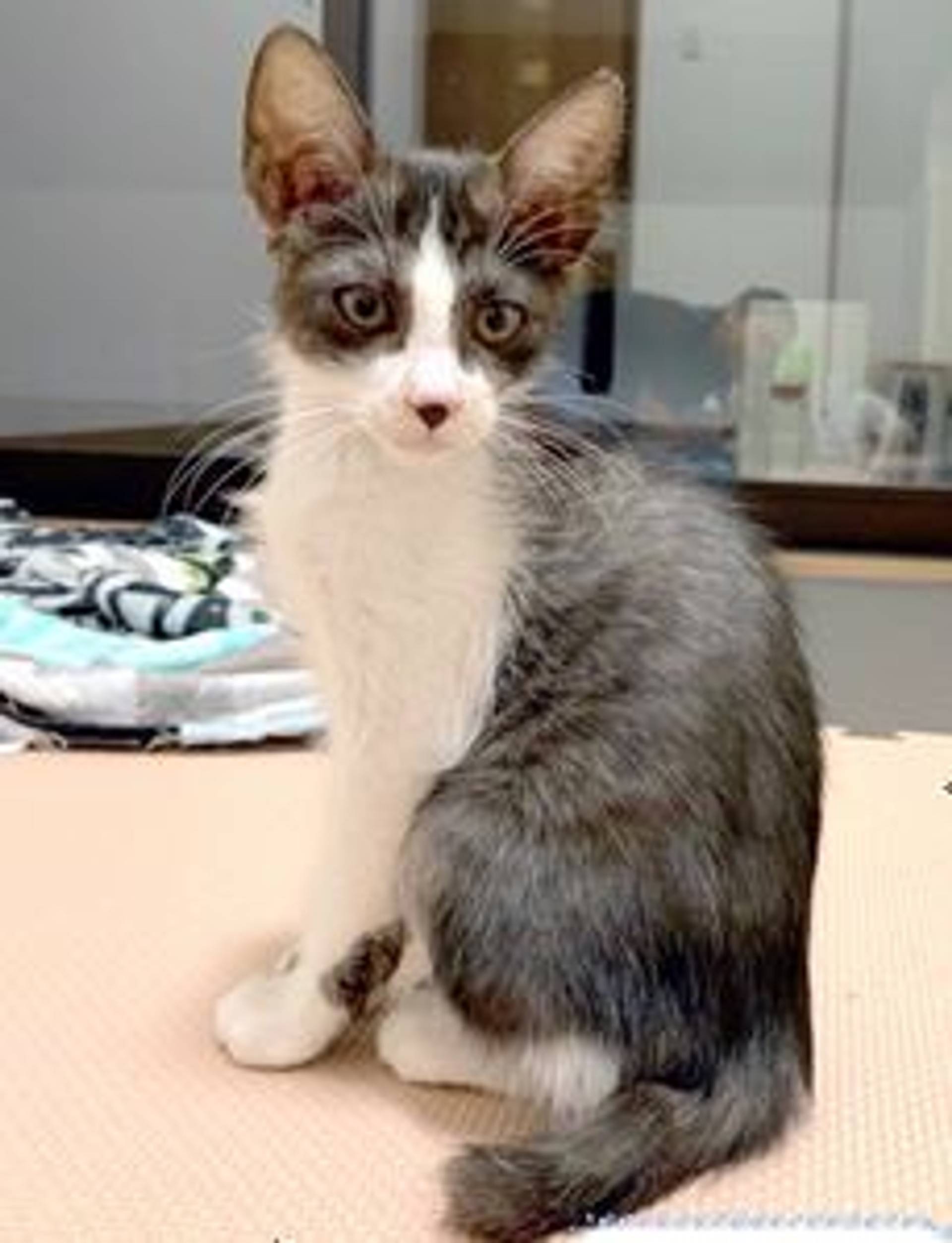 雑種（ミックス猫）・オスの里親募集の写真
