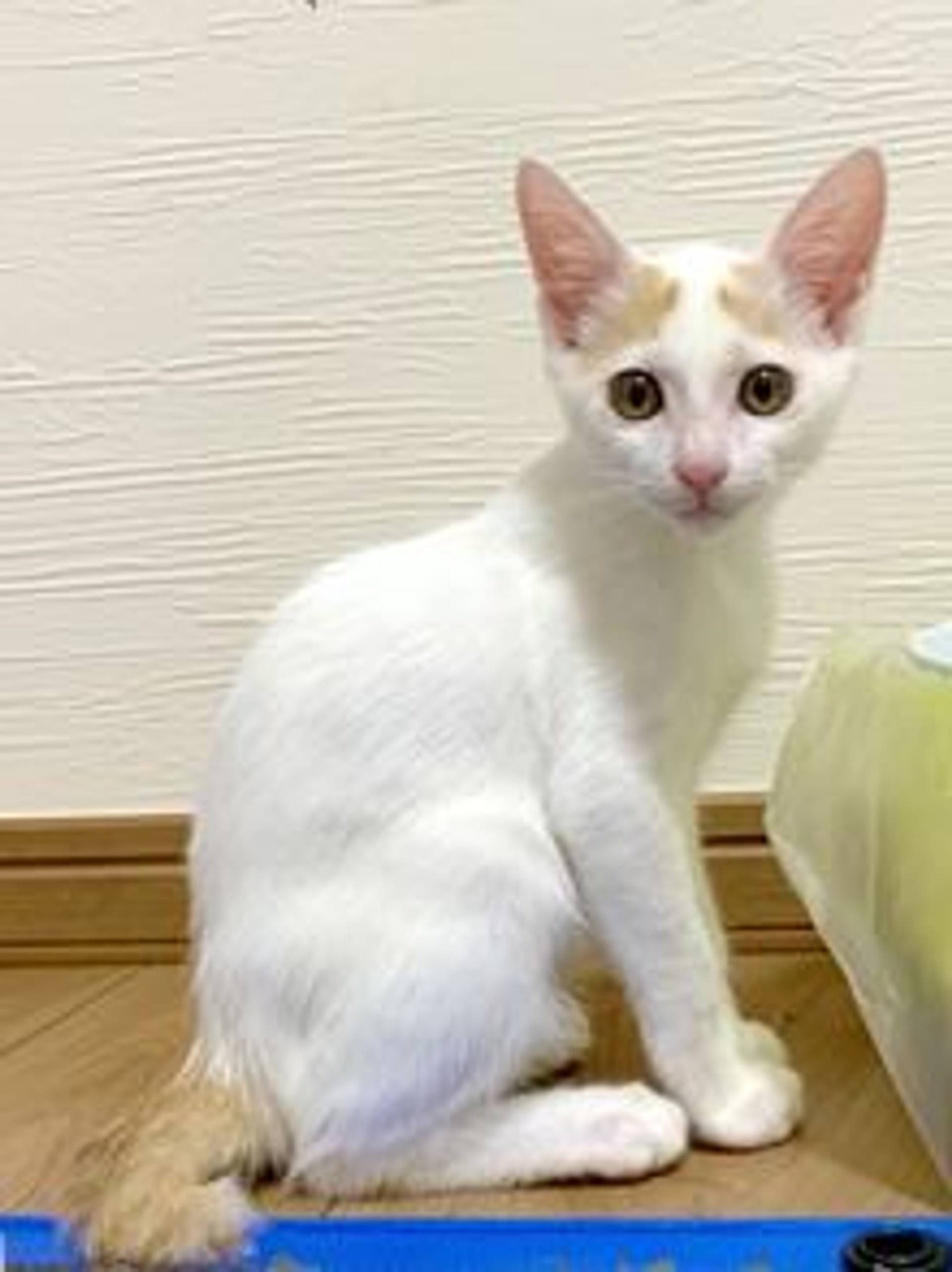 雑種（ミックス猫）・オスの里親募集の写真