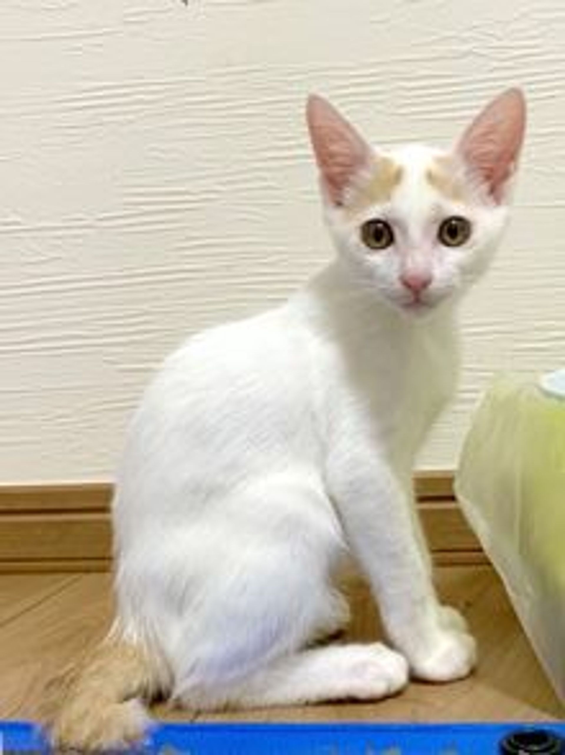 雑種（ミックス猫）・オスの里親募集の写真