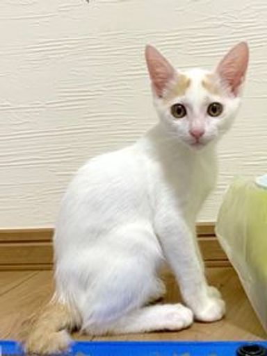 サンタくんの写真