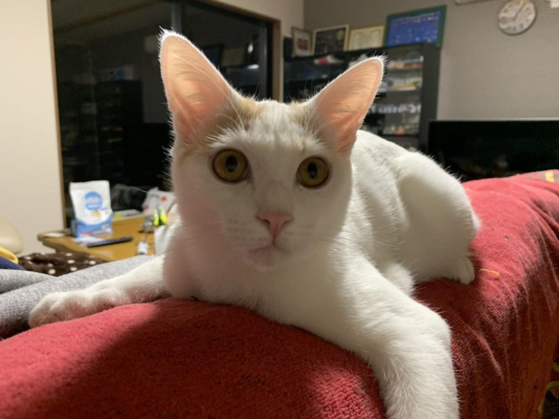 pet-image-2