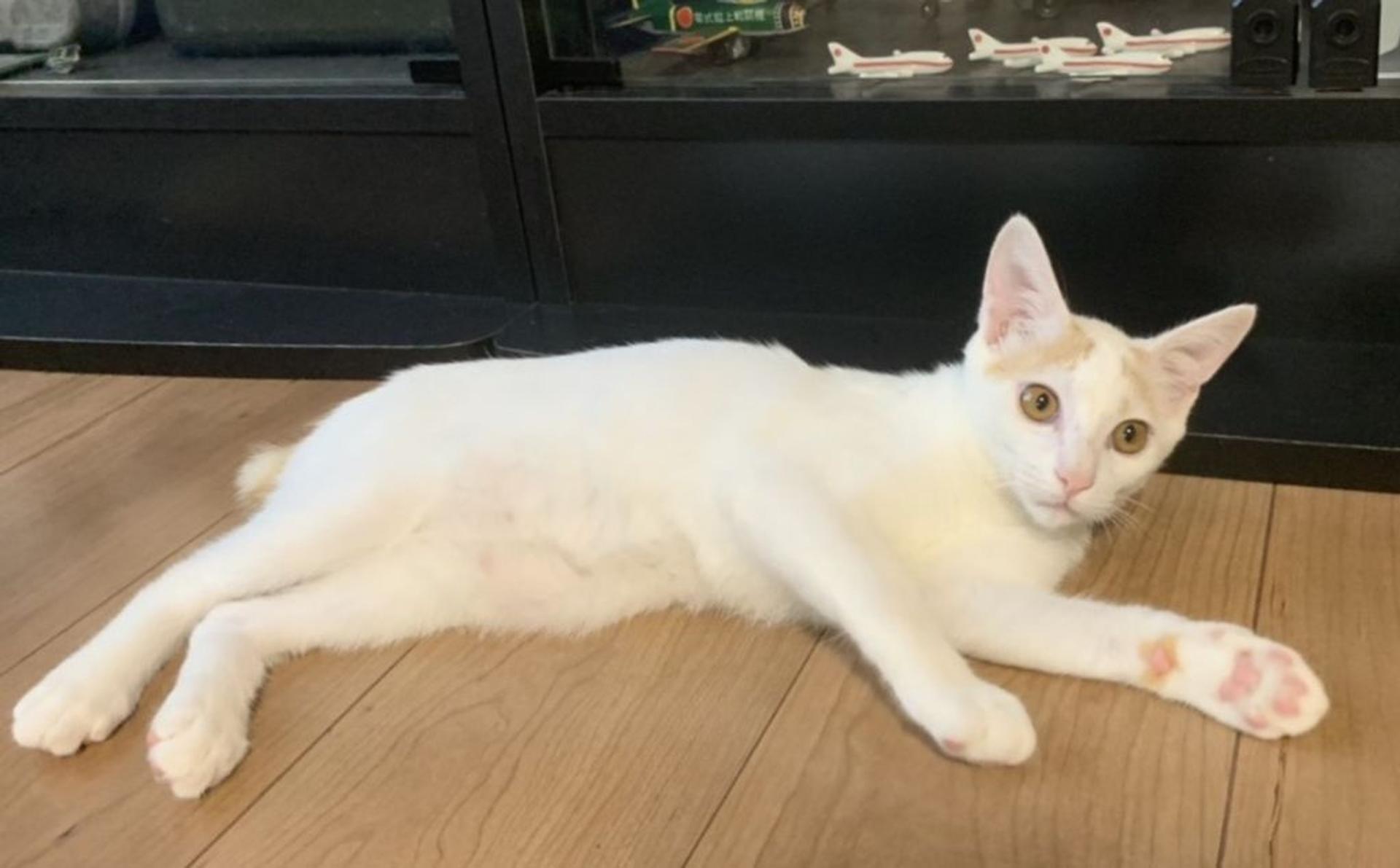 pet-image-3
