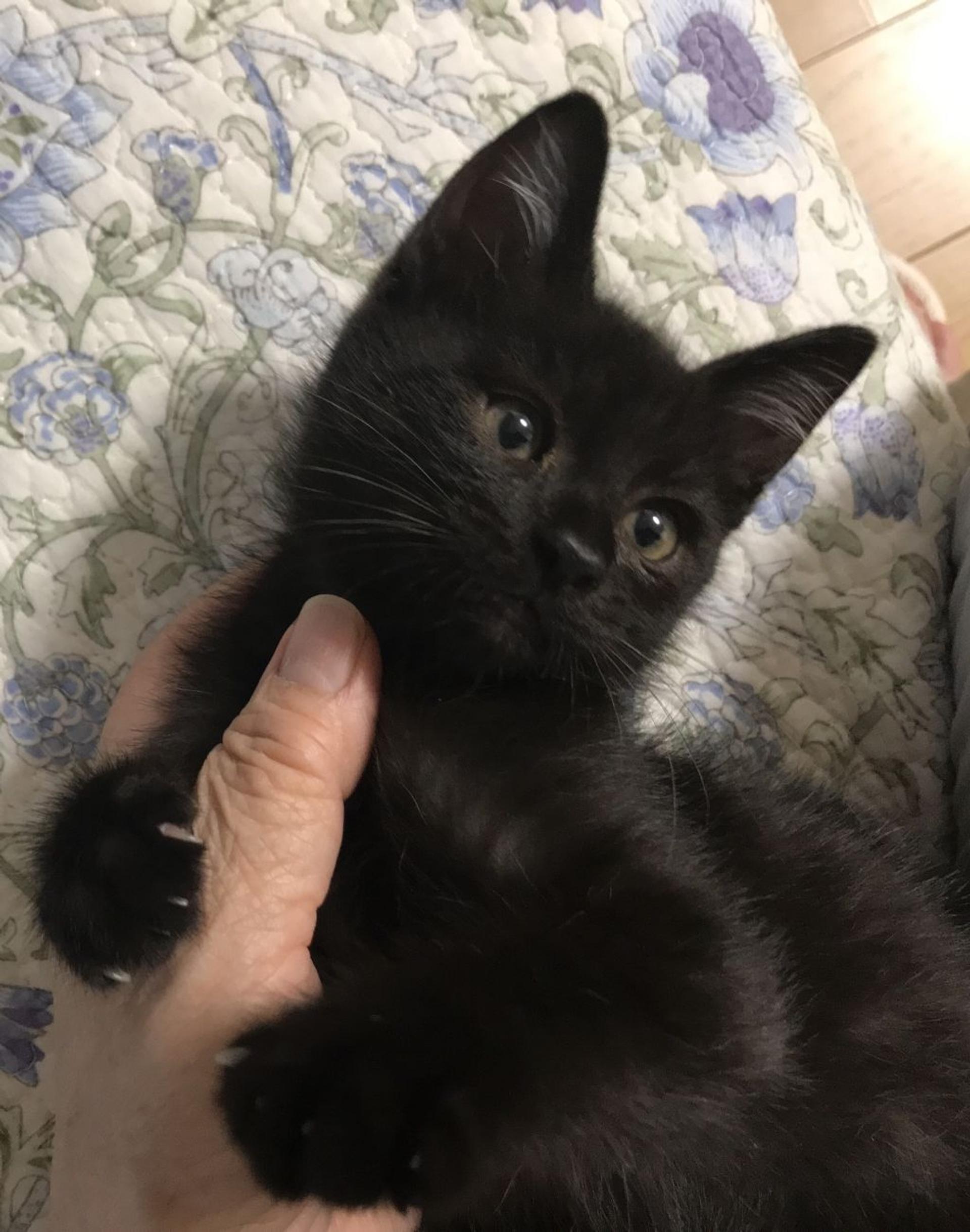 pet-image-2