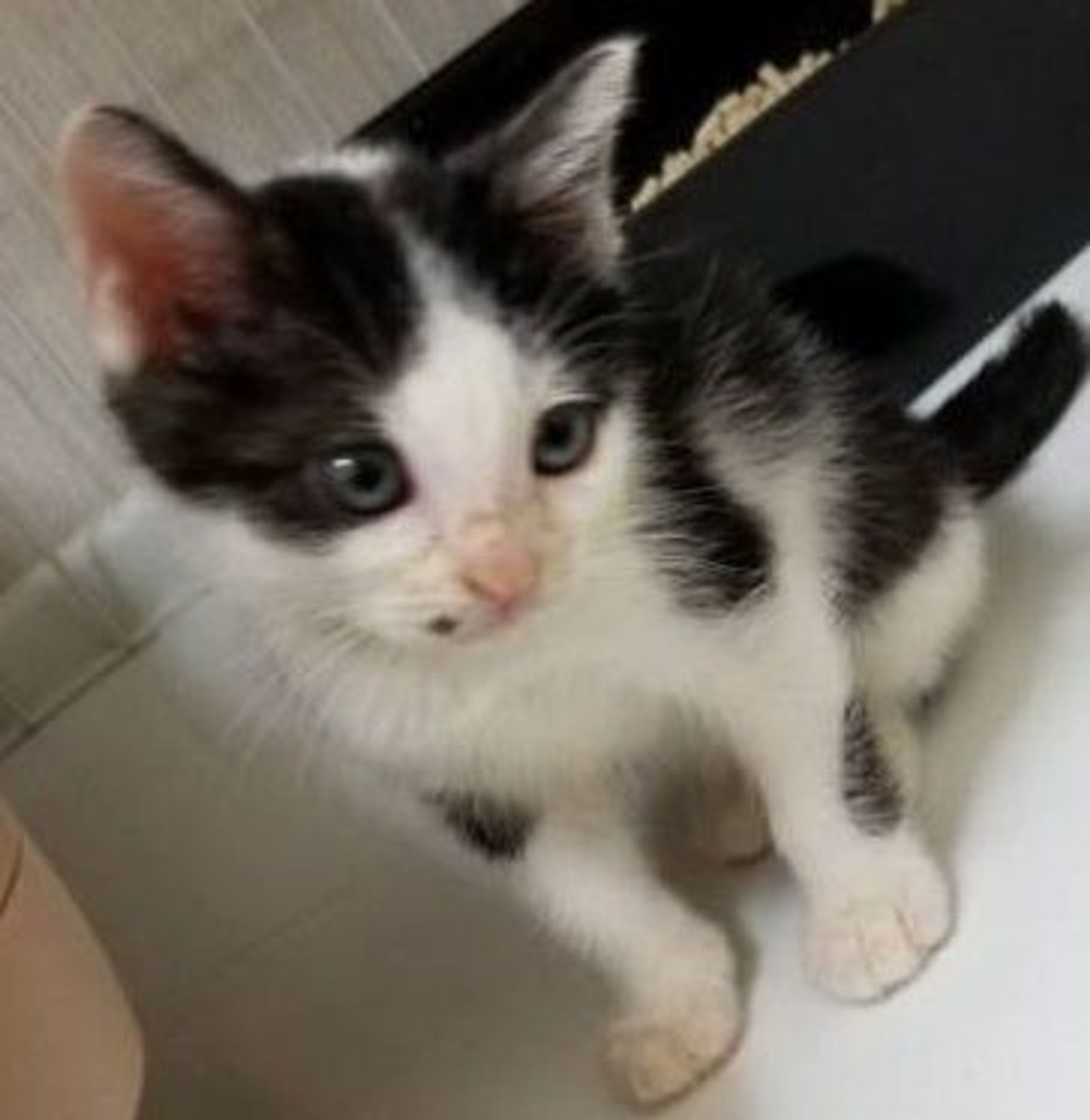 雑種（ミックス猫）・オスの里親募集の写真
