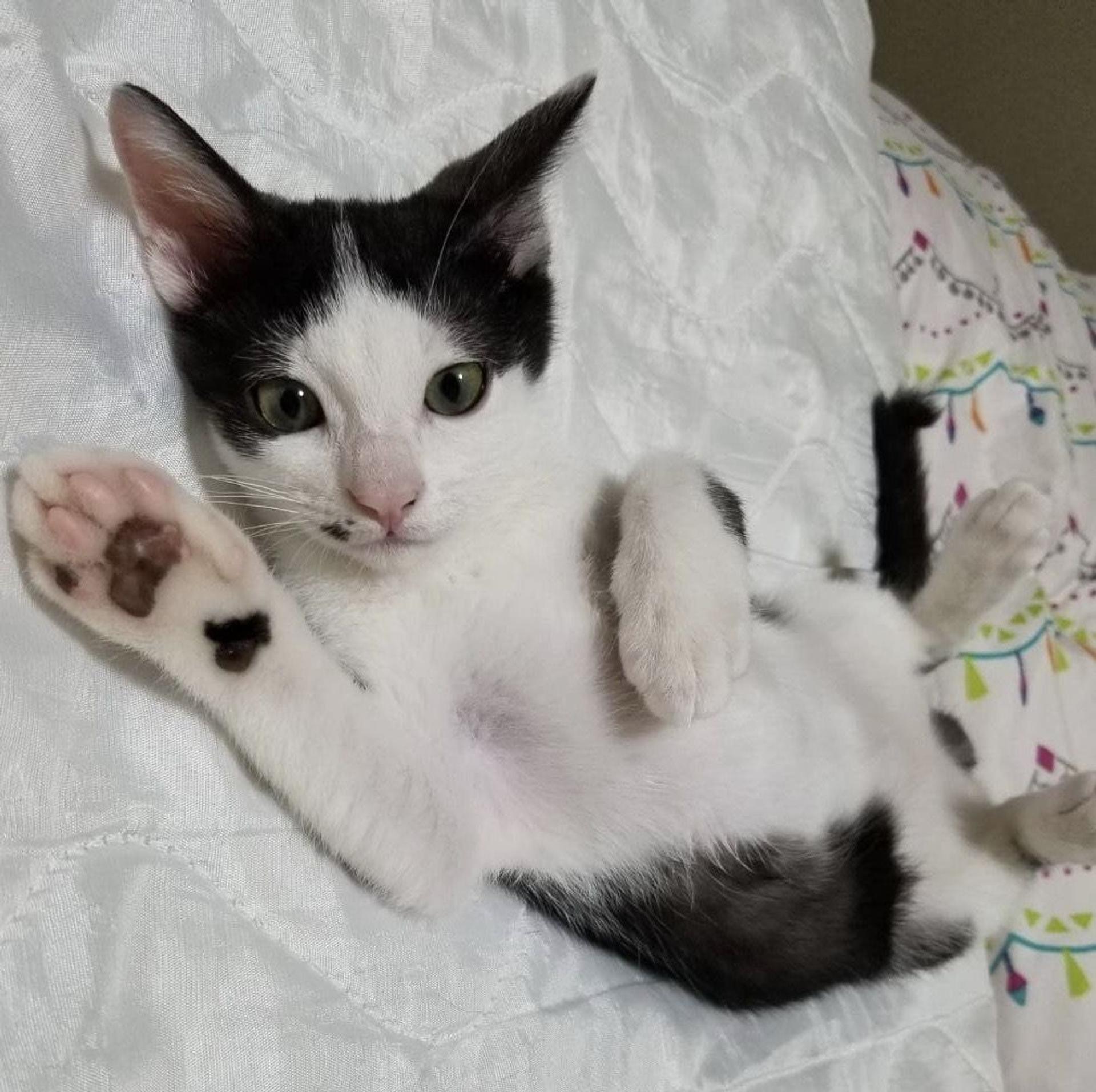 pet-image-2