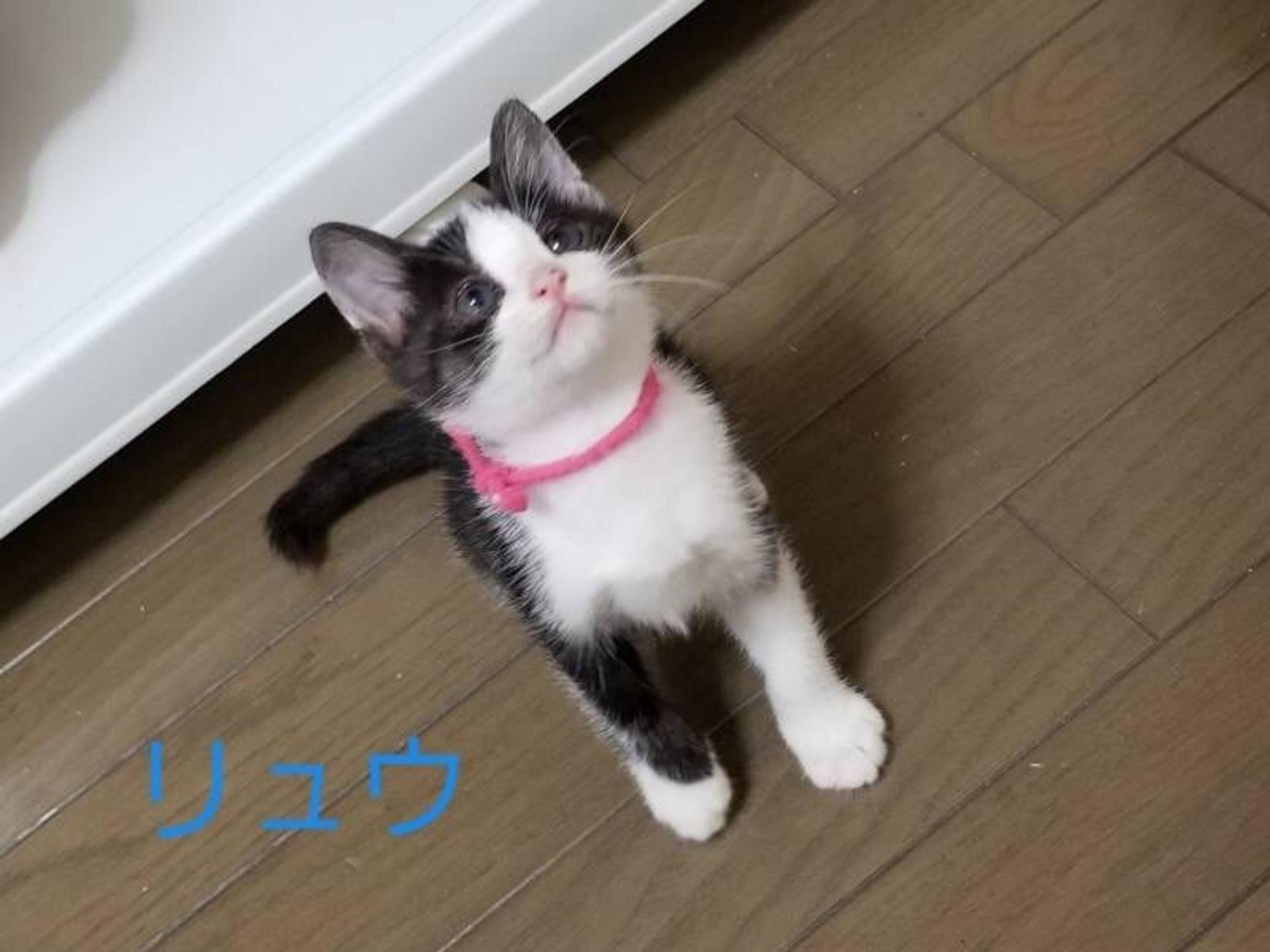 pet-image-2