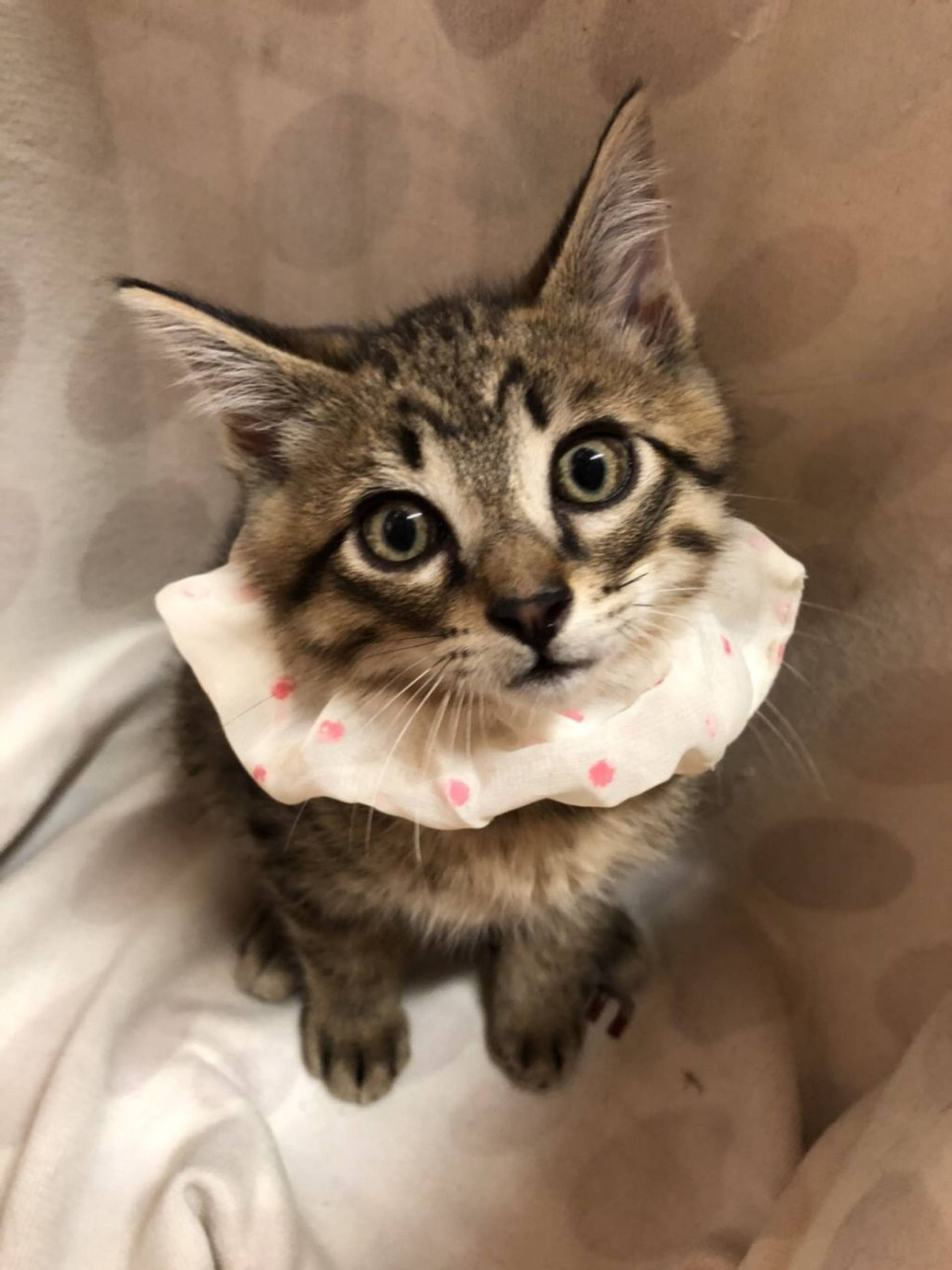雑種（ミックス猫）・オスの里親募集の写真
