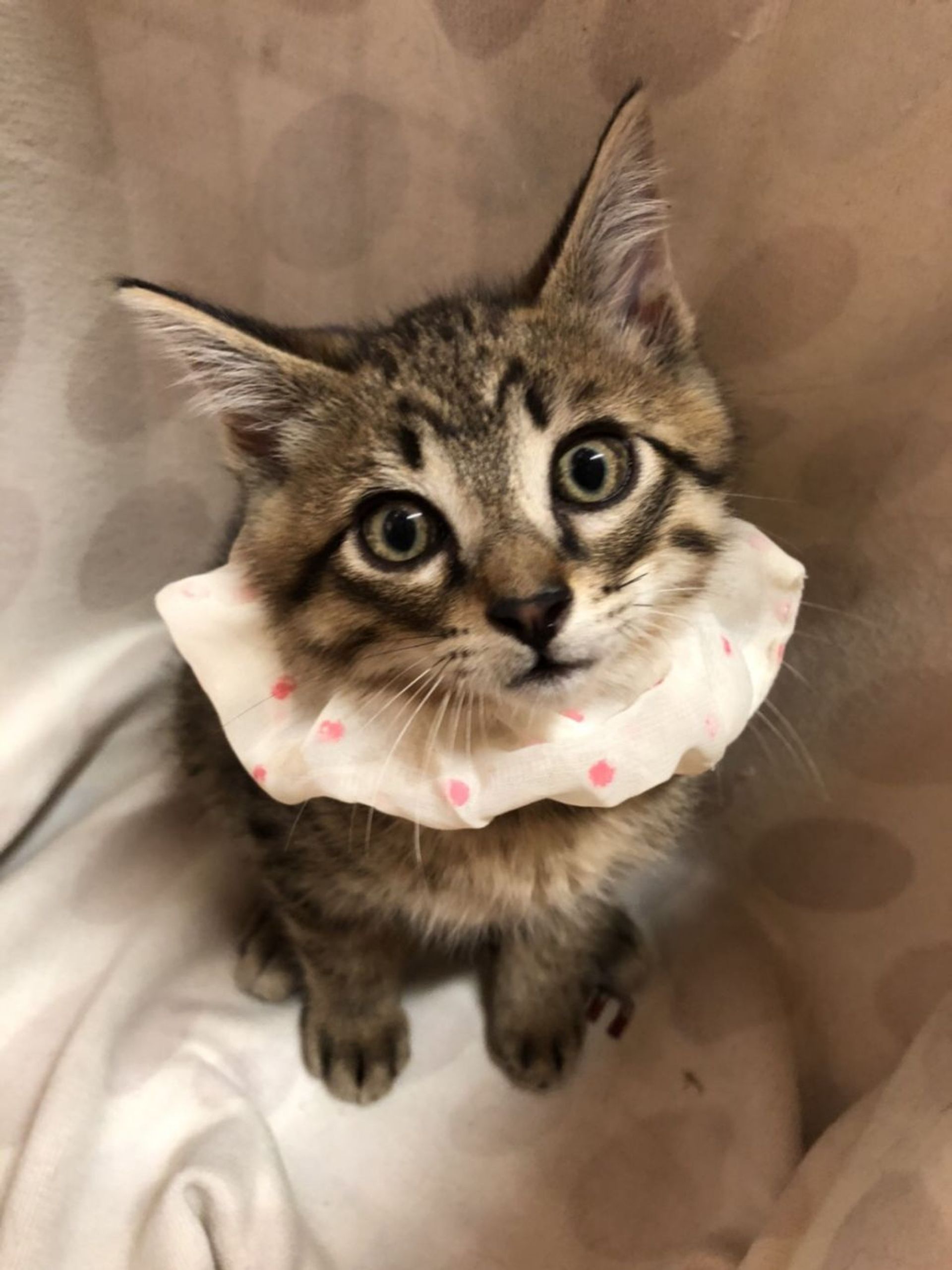 雑種（ミックス猫）・オスの里親募集の写真