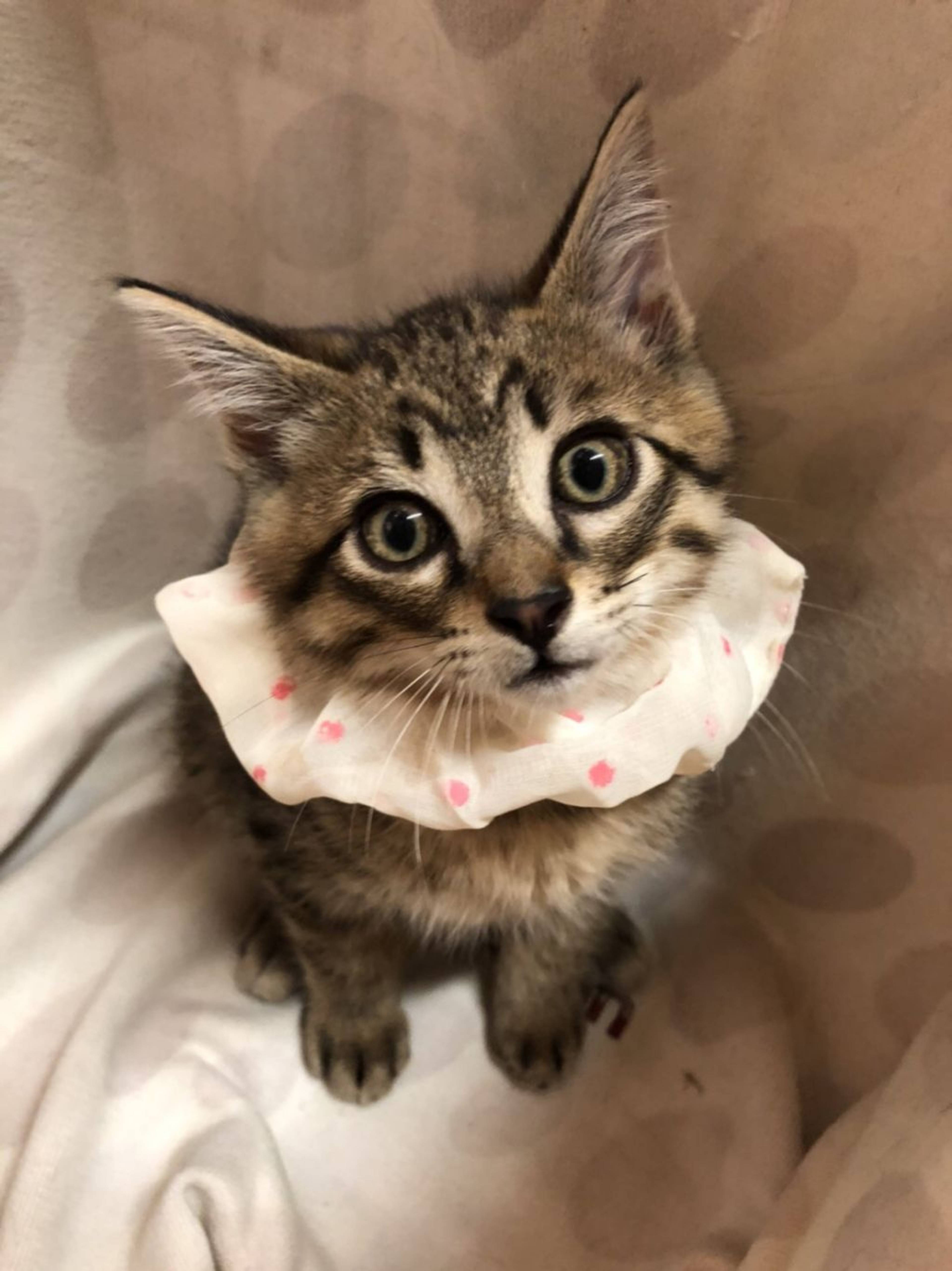 雑種（ミックス猫）・オスの里親募集の写真