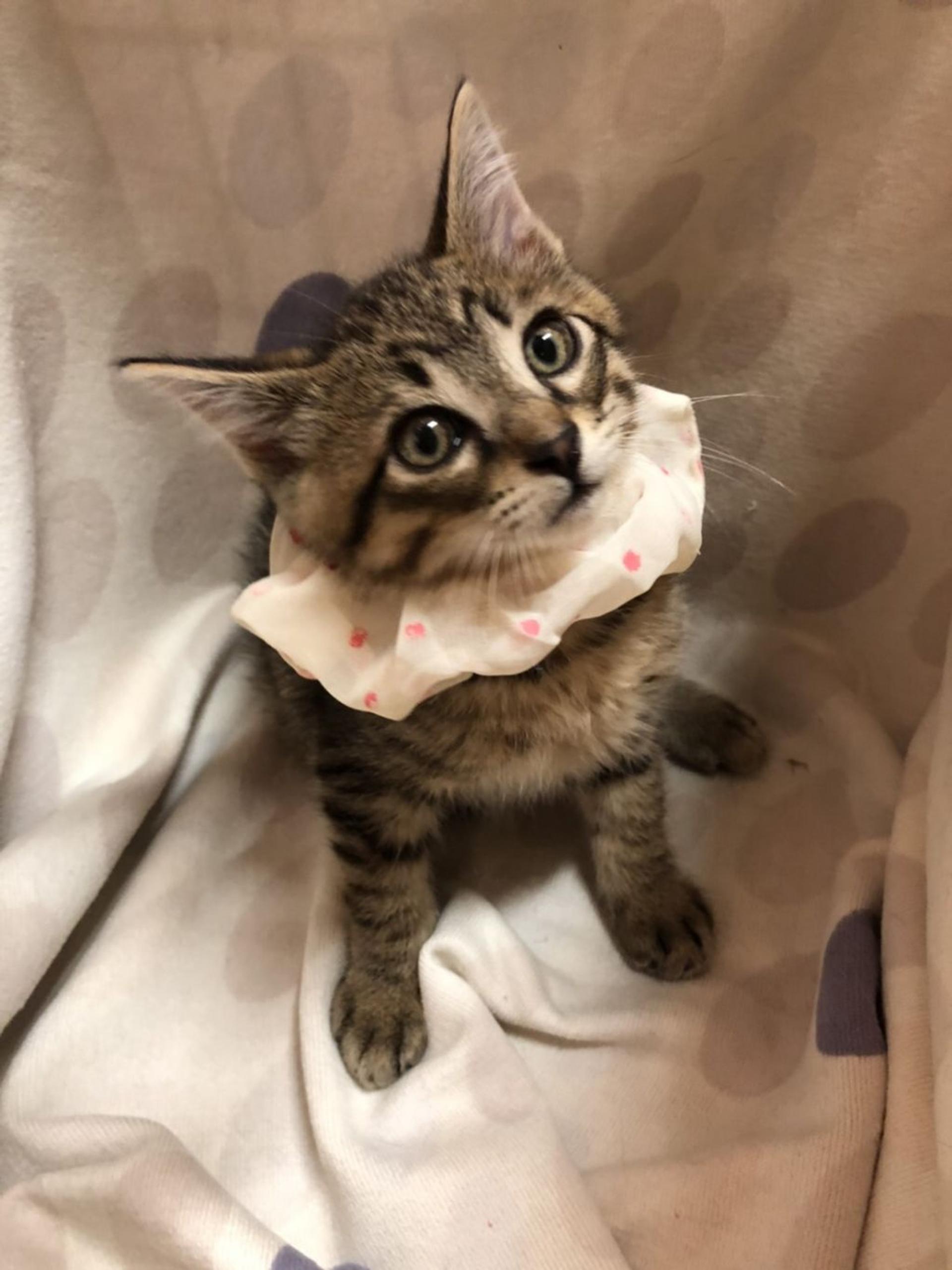 pet-image-3