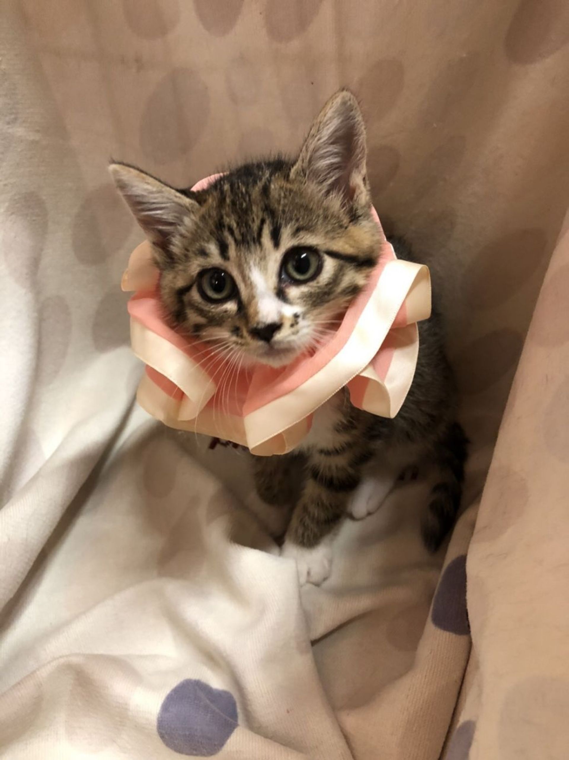 雑種（ミックス猫）・オスの里親募集の写真