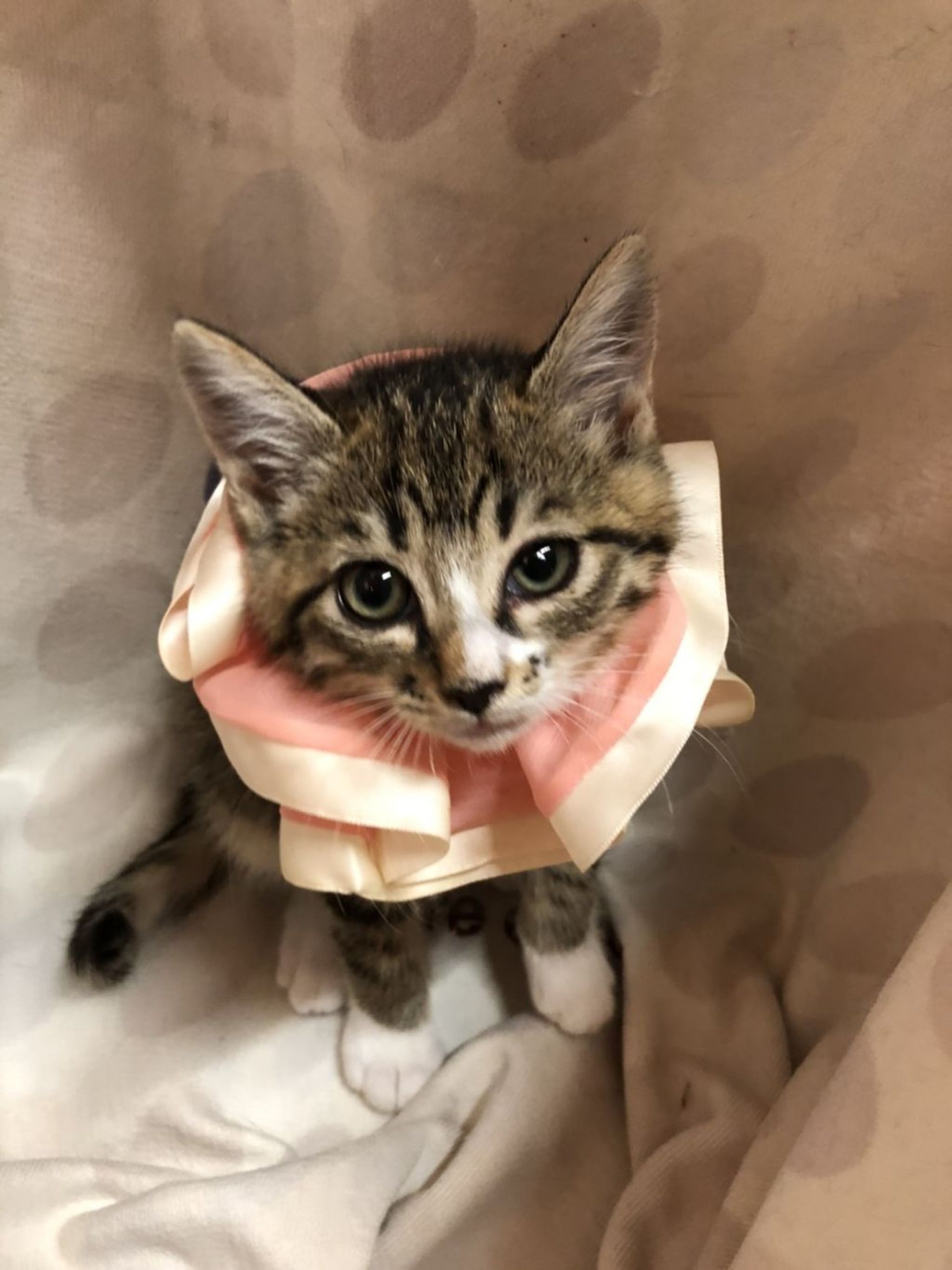 雑種（ミックス猫）・オスの里親募集の写真