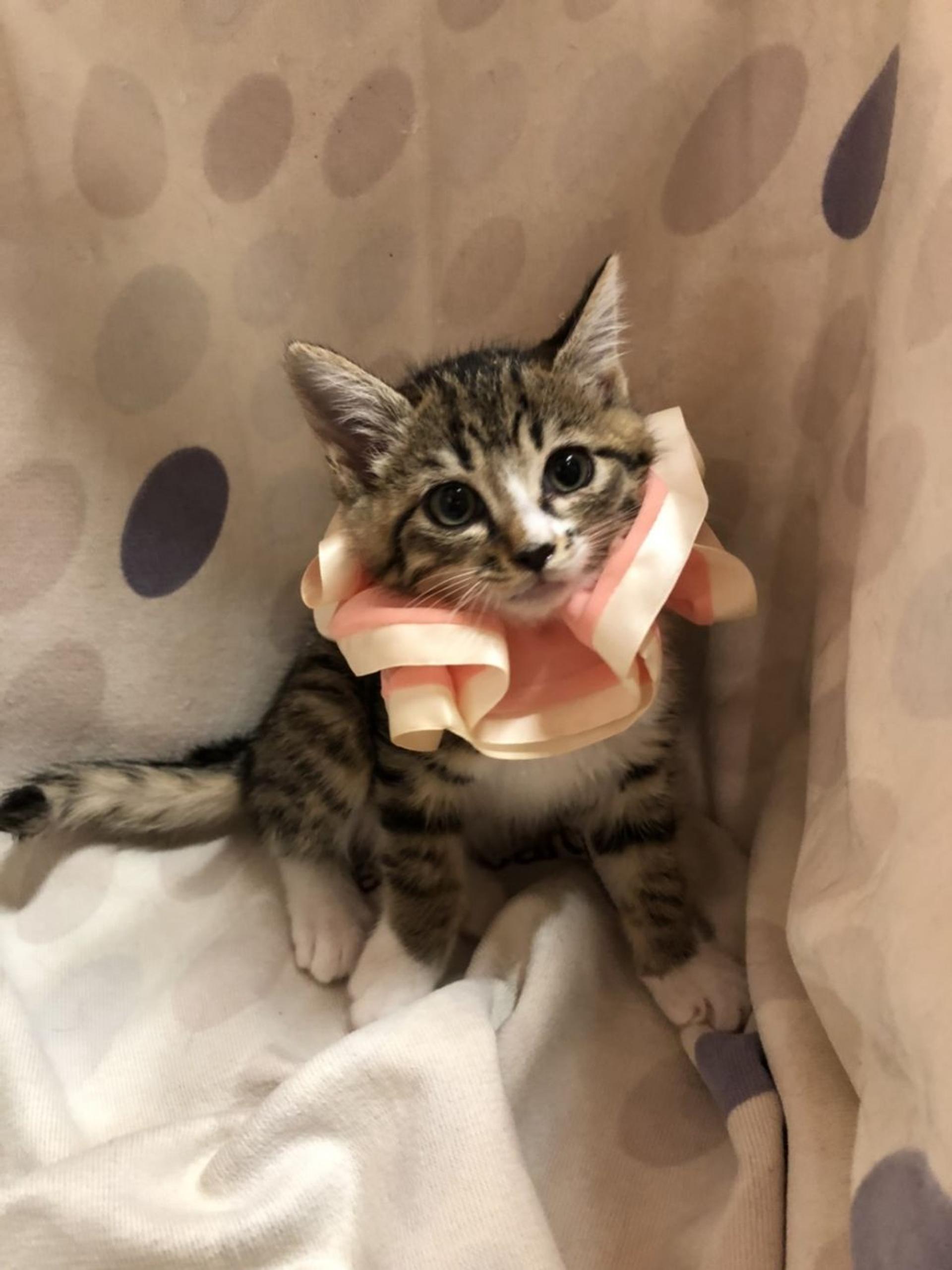 pet-image-3