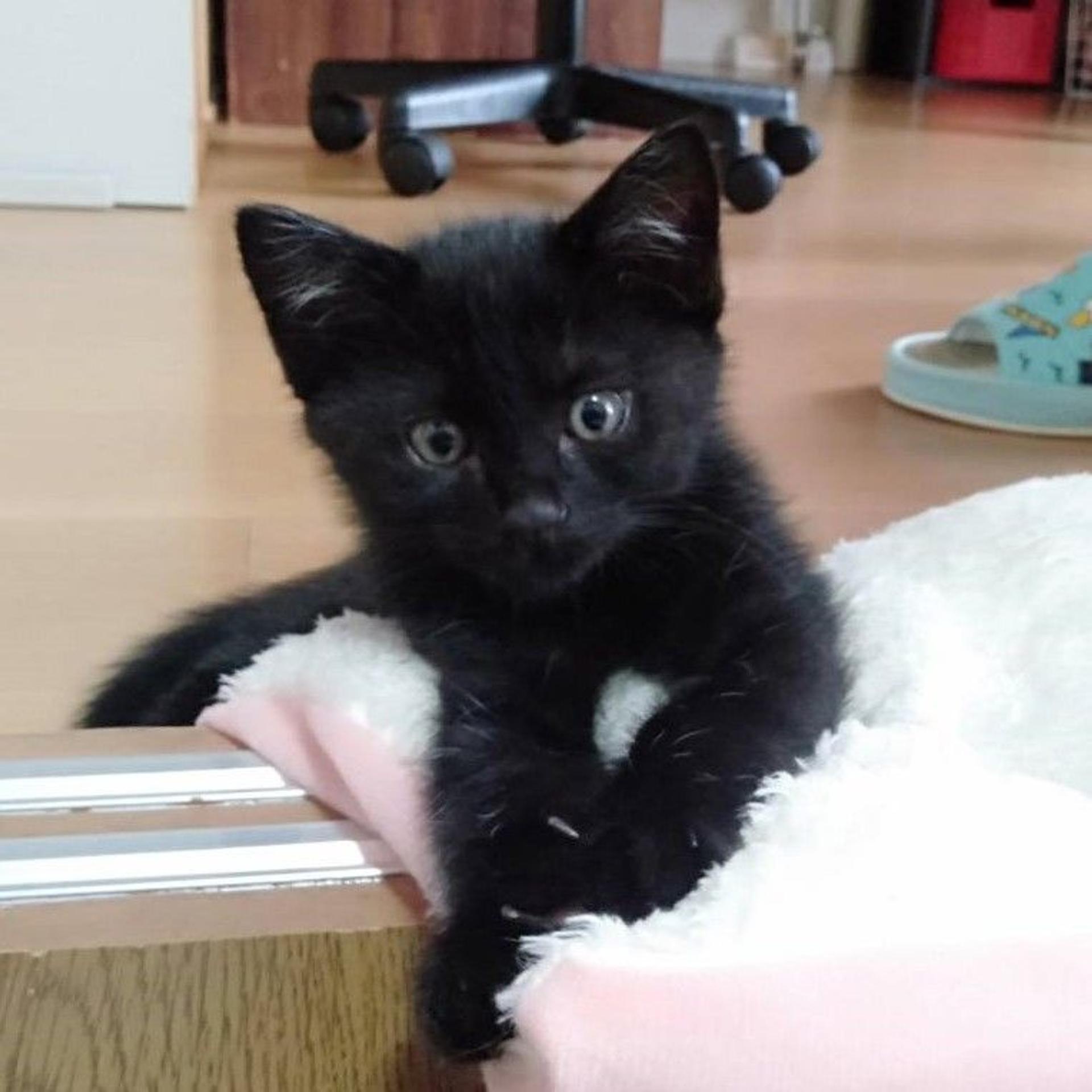 pet-image-2