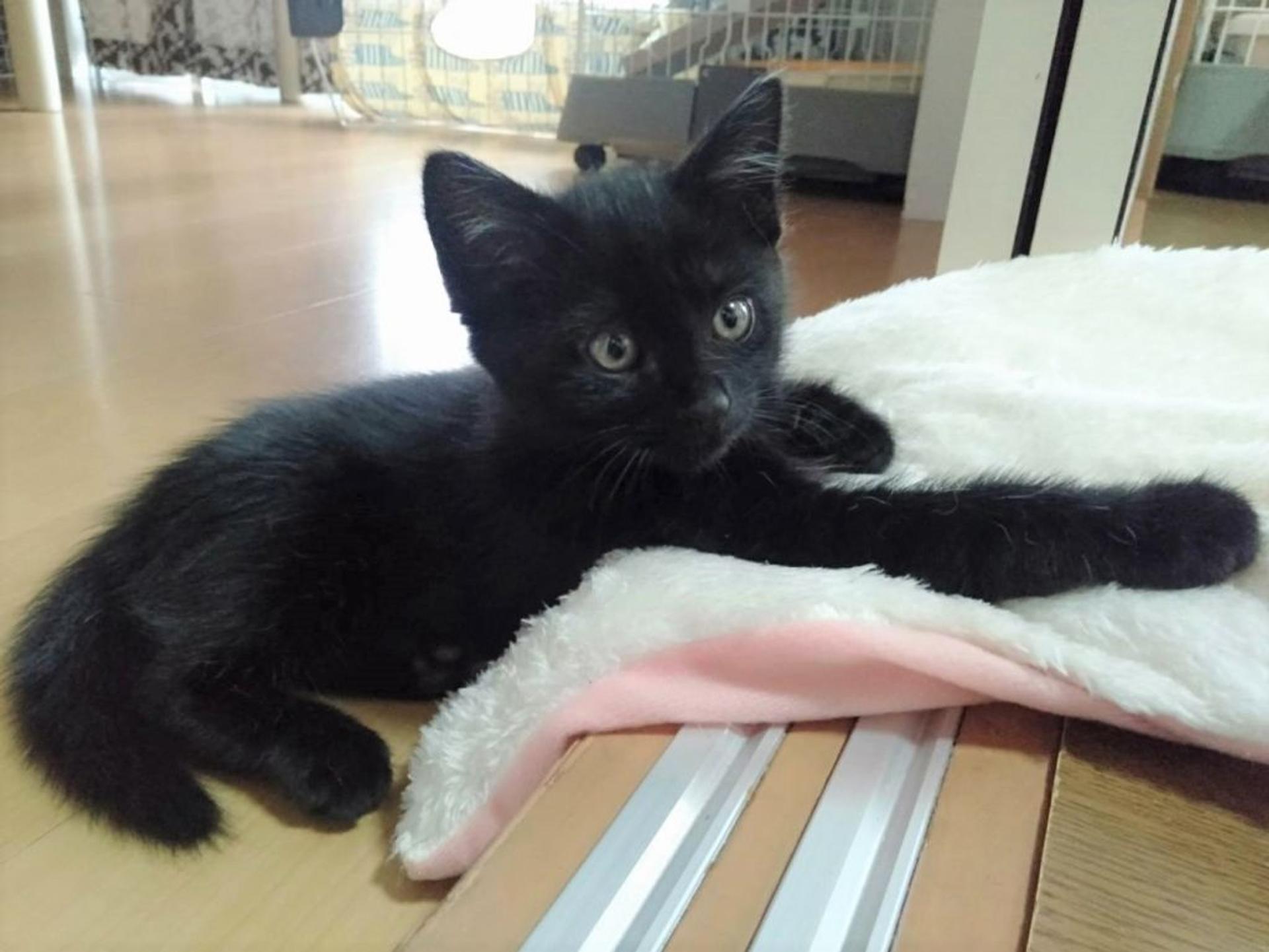 pet-image-3