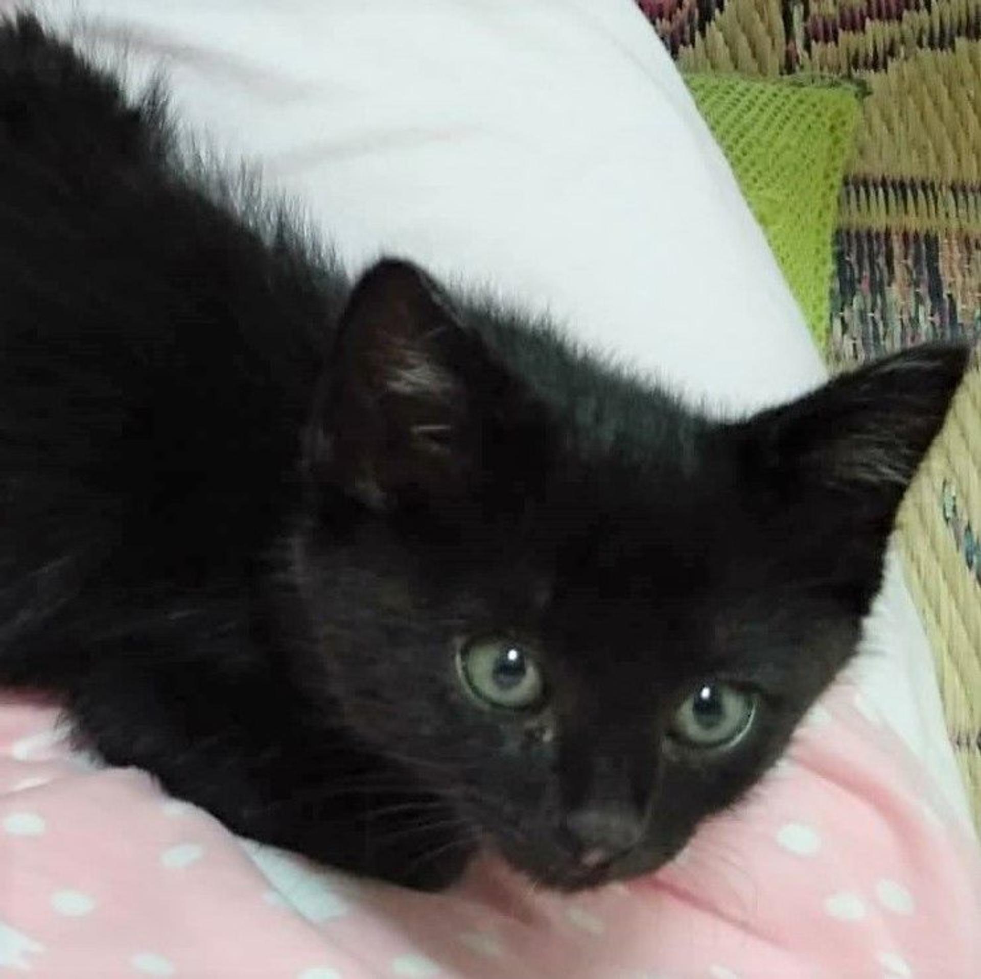 pet-image-4