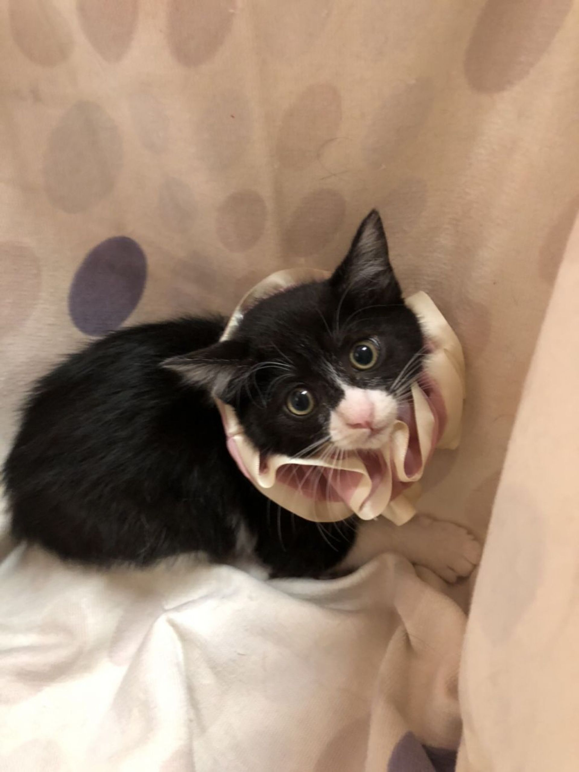 雑種（ミックス猫）・メスの里親募集の写真