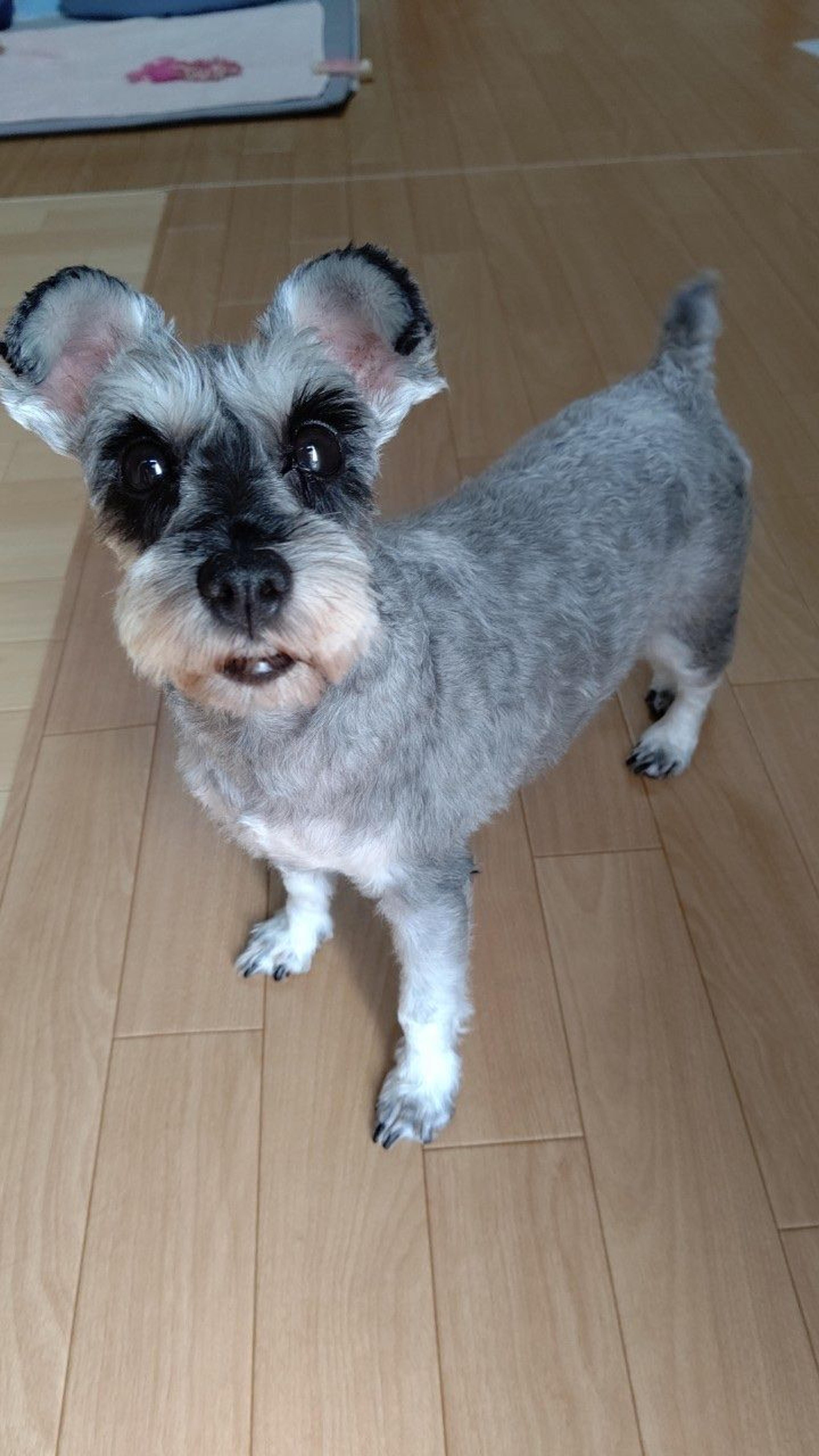 pet-image-2