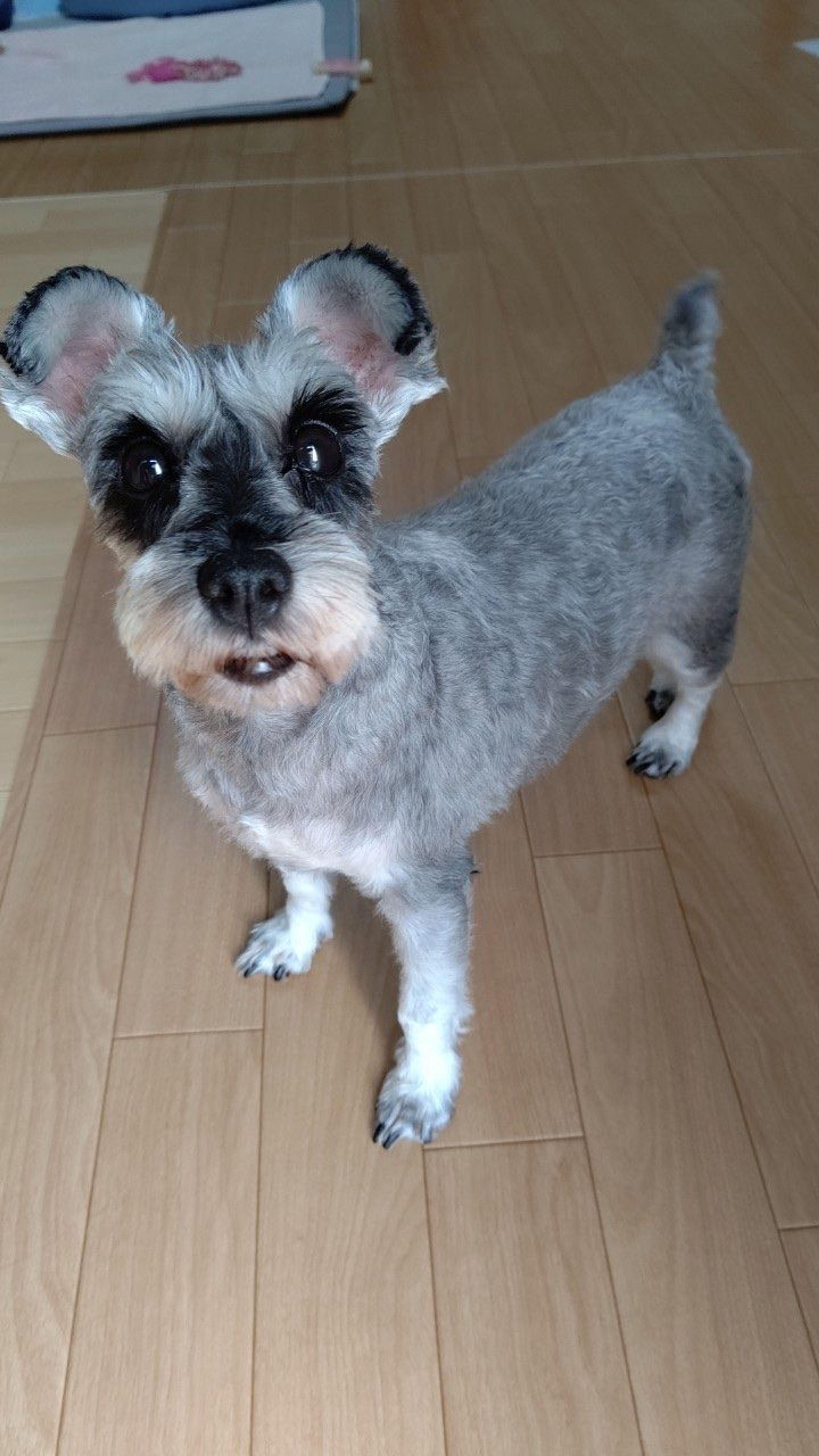 pet-image-2