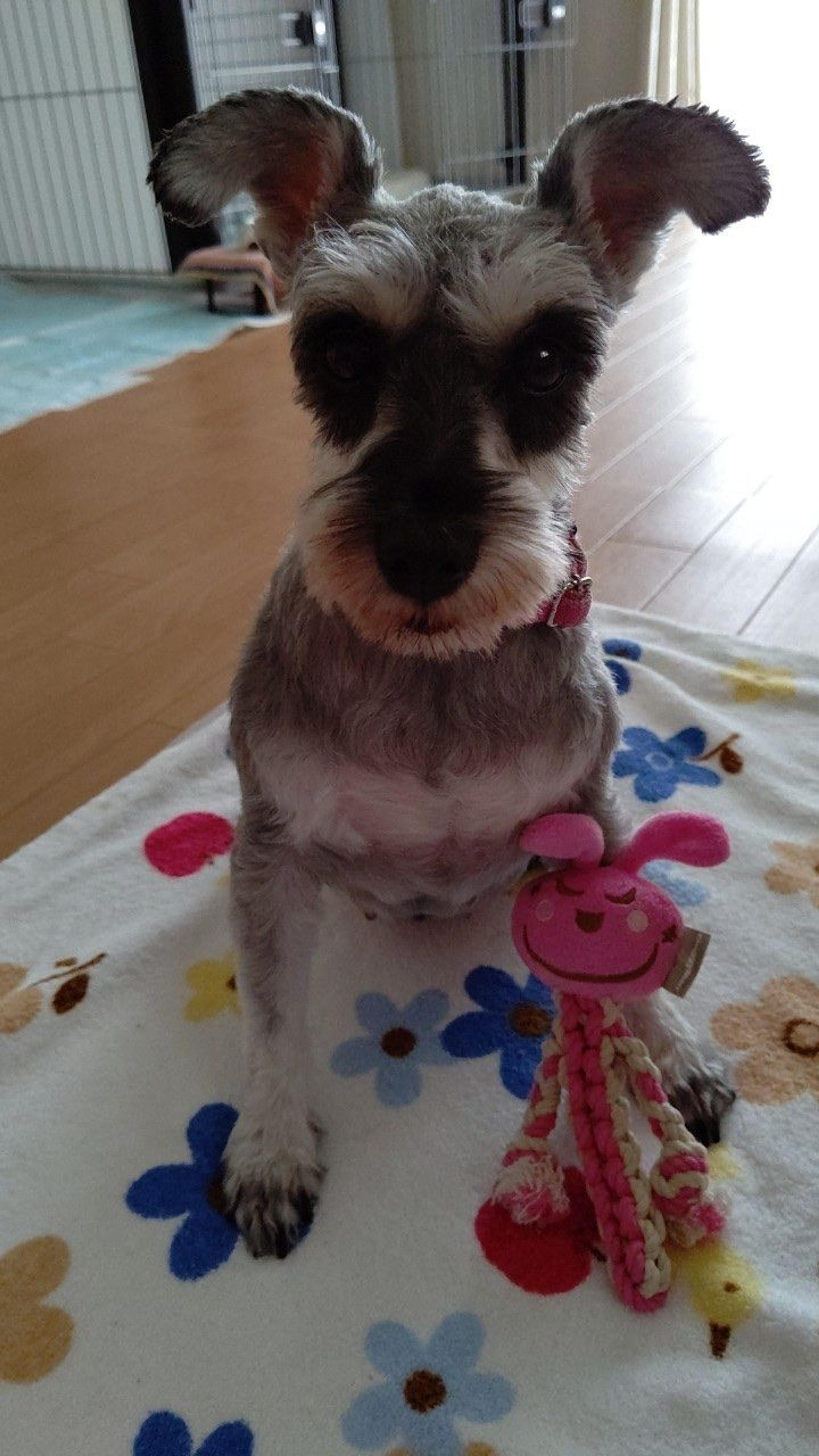 pet-image-3