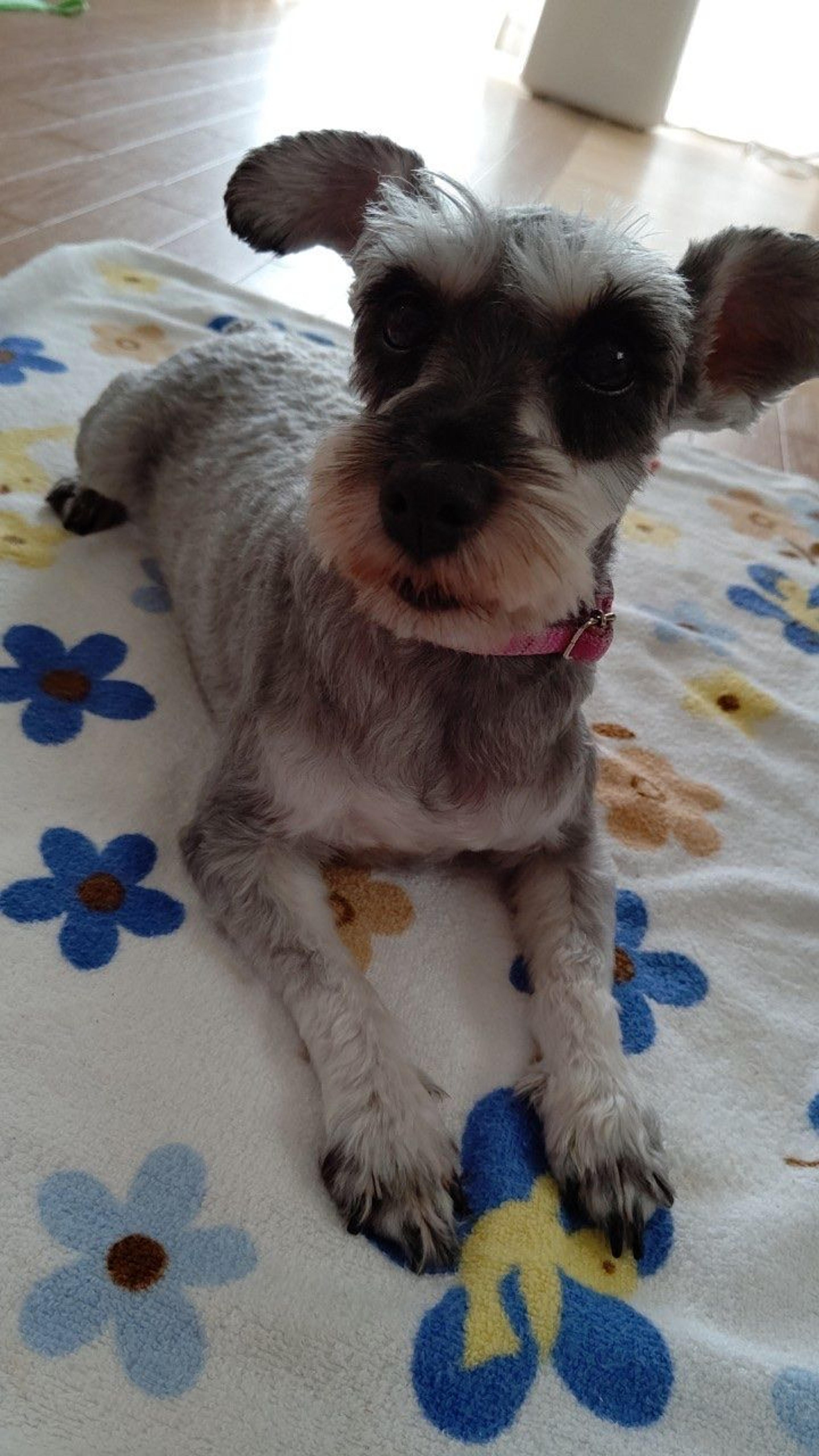 pet-image-4