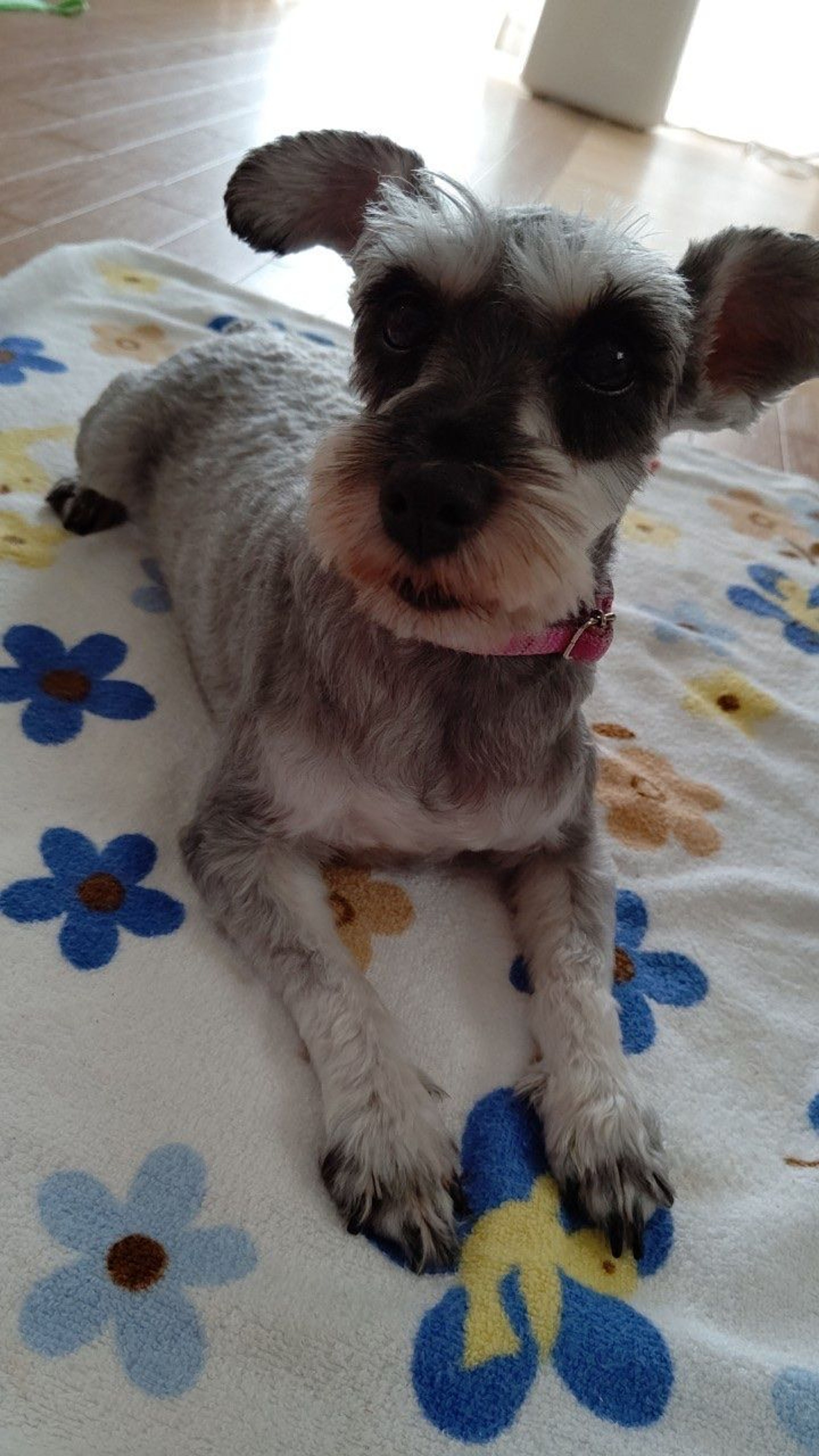 pet-image-4