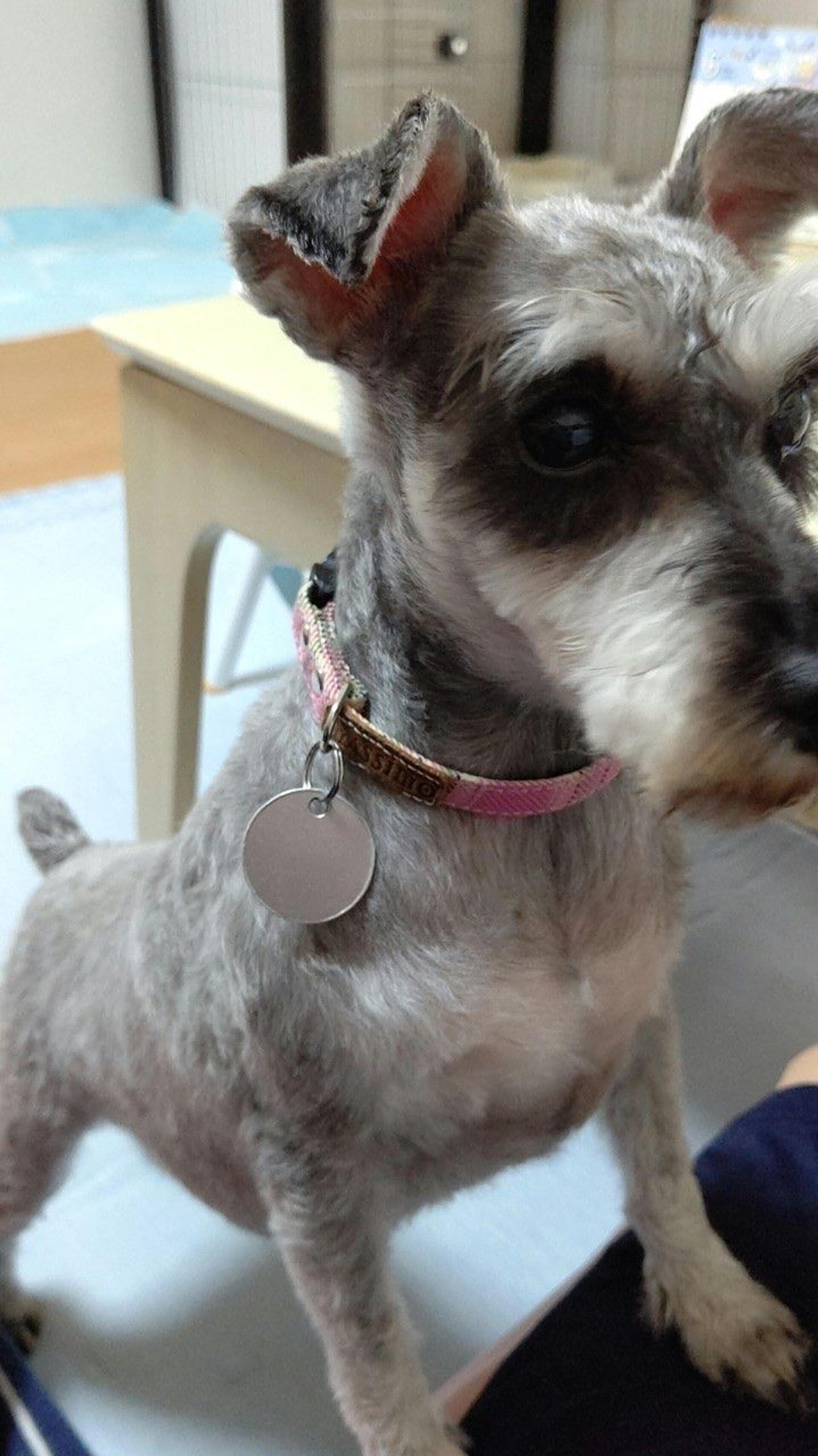 pet-image-5