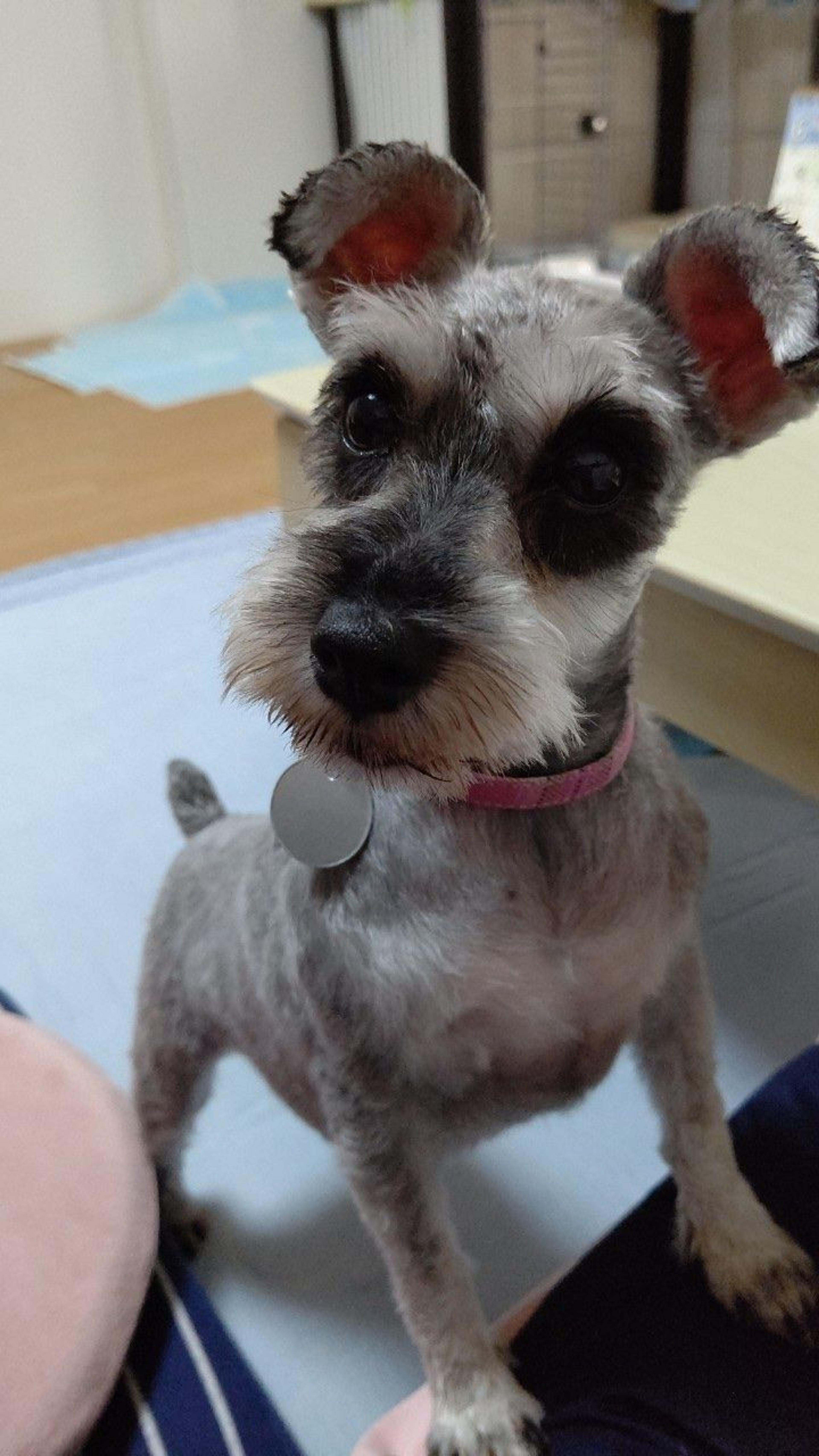 pet-image-7