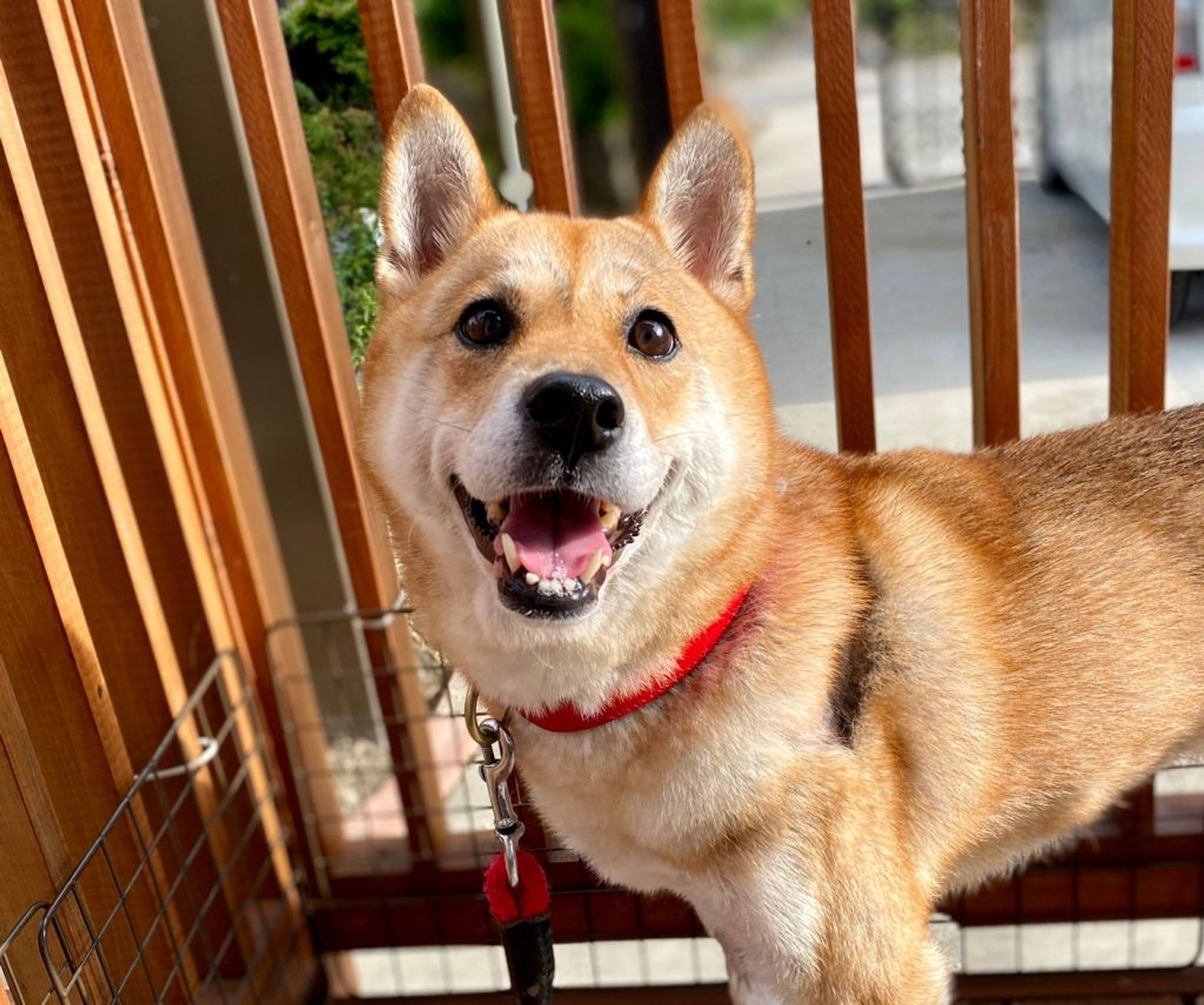 柴犬・メスの里親募集の写真