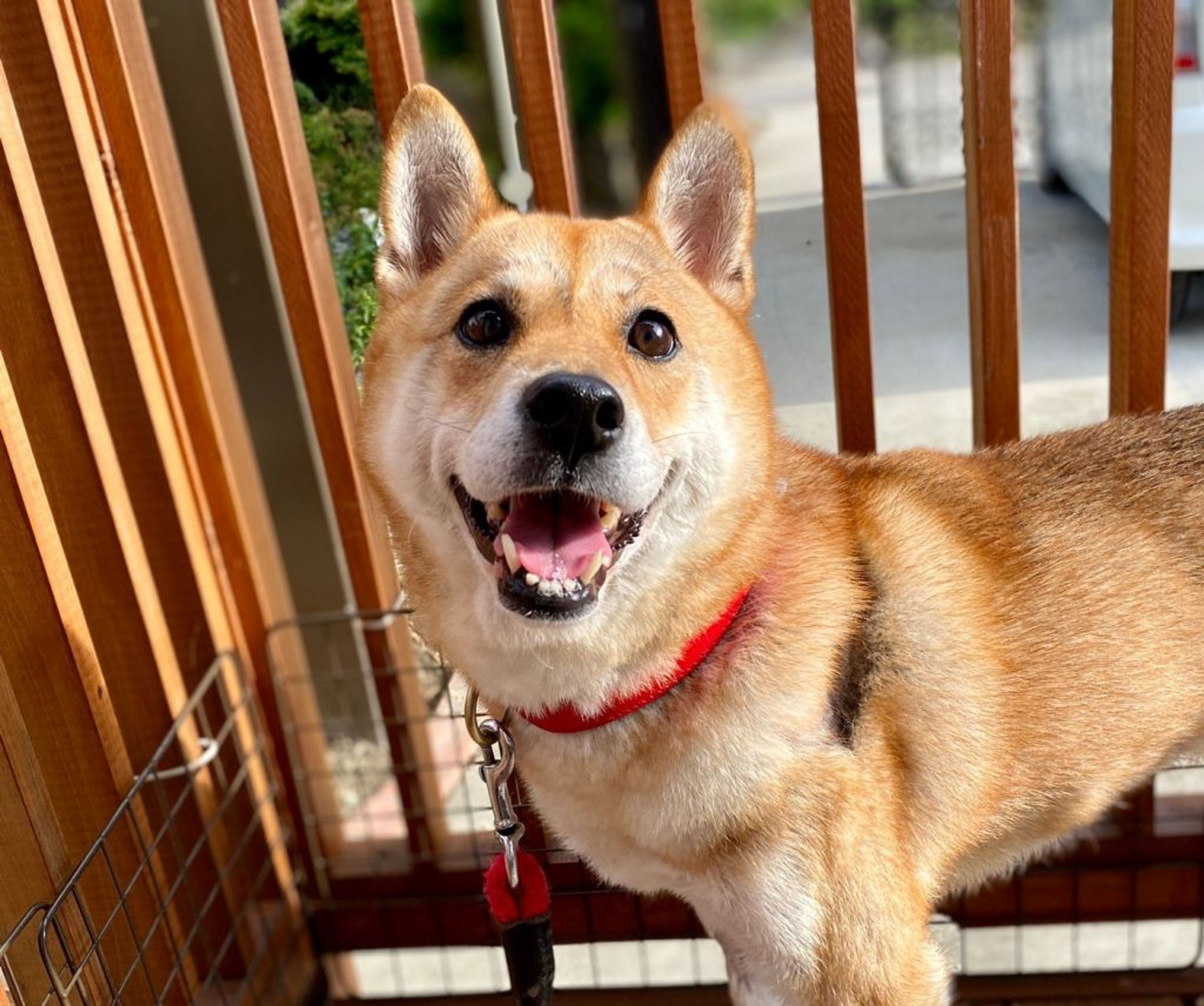 柴犬・メスの里親募集の写真