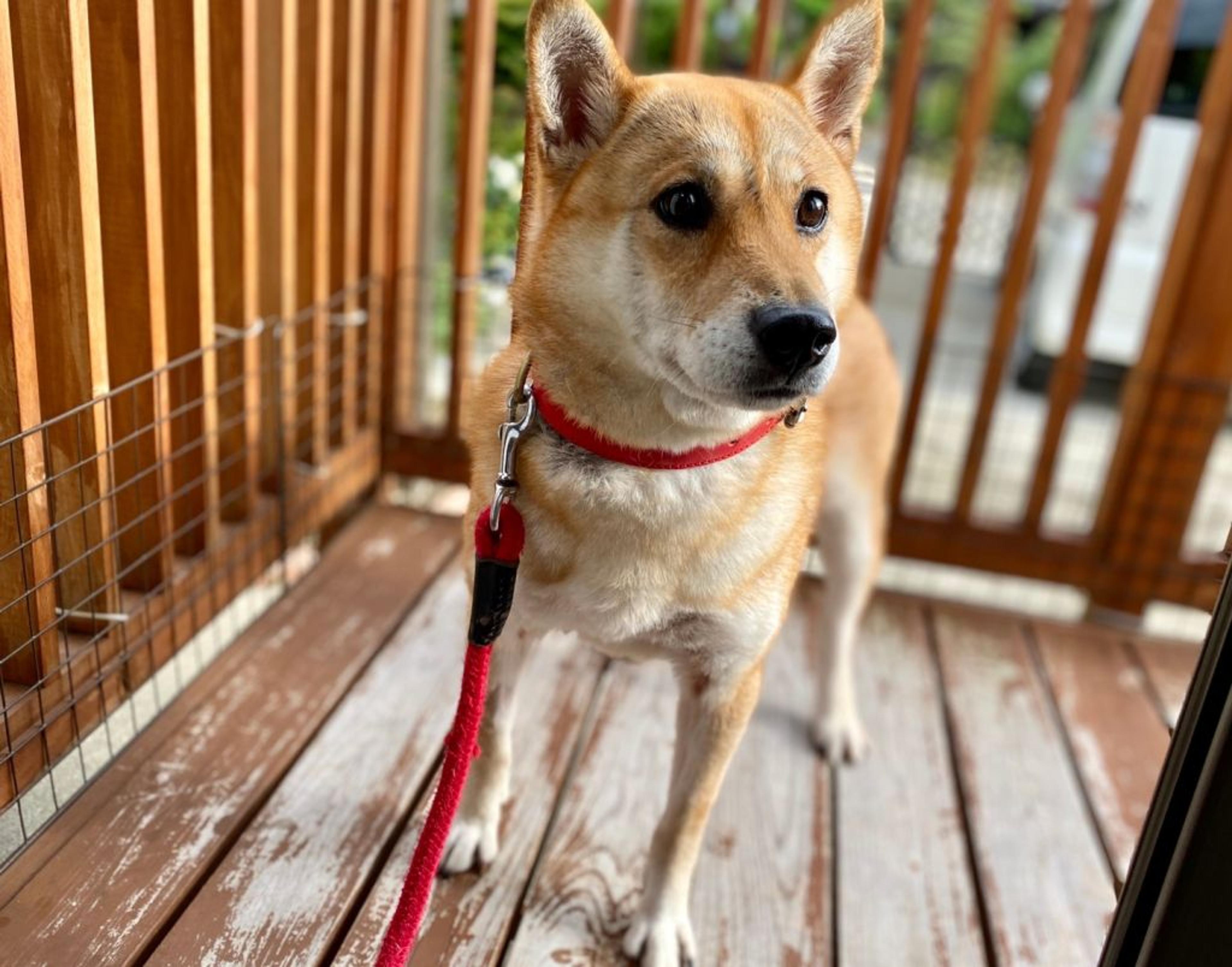 pet-image-4