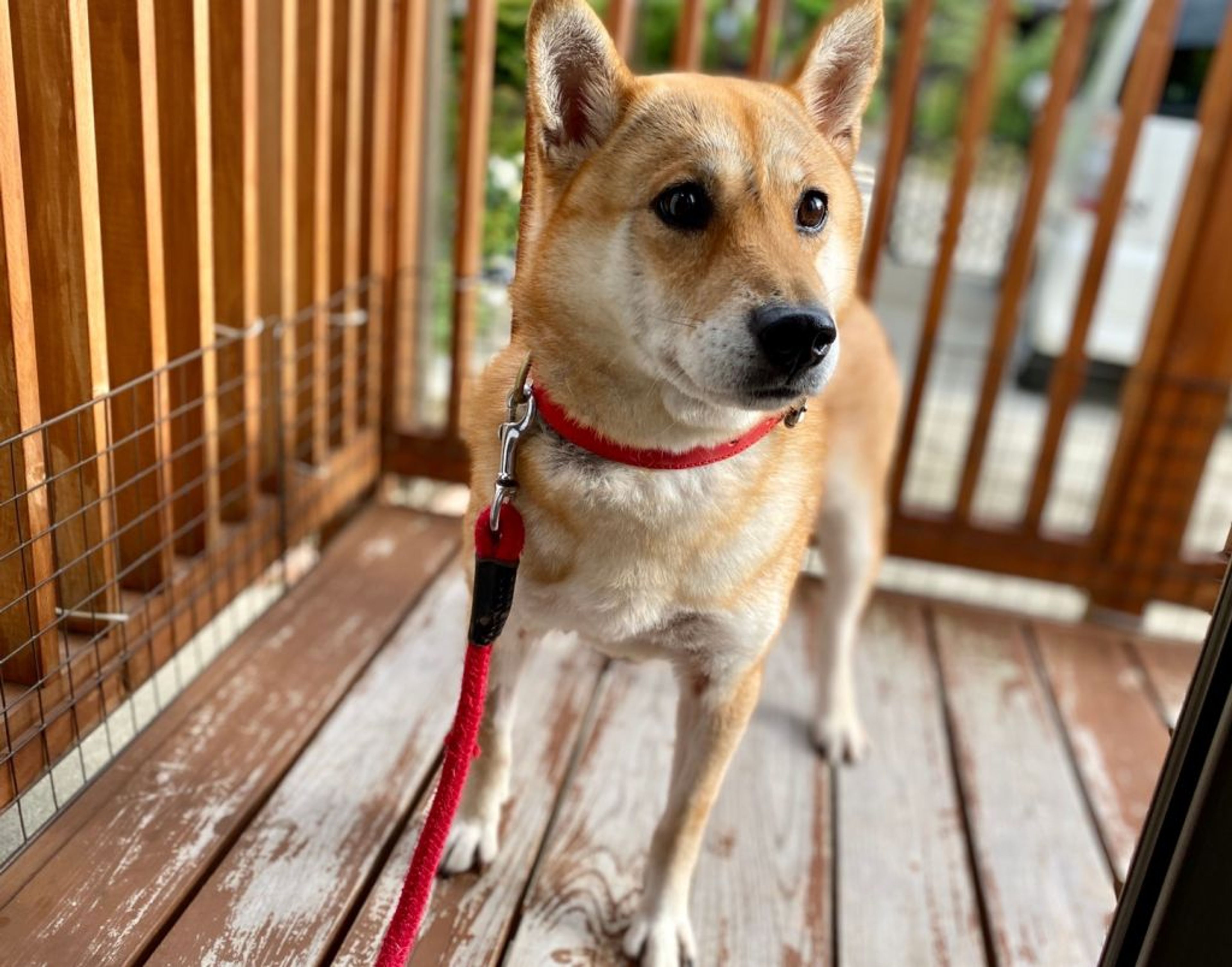 pet-image-4