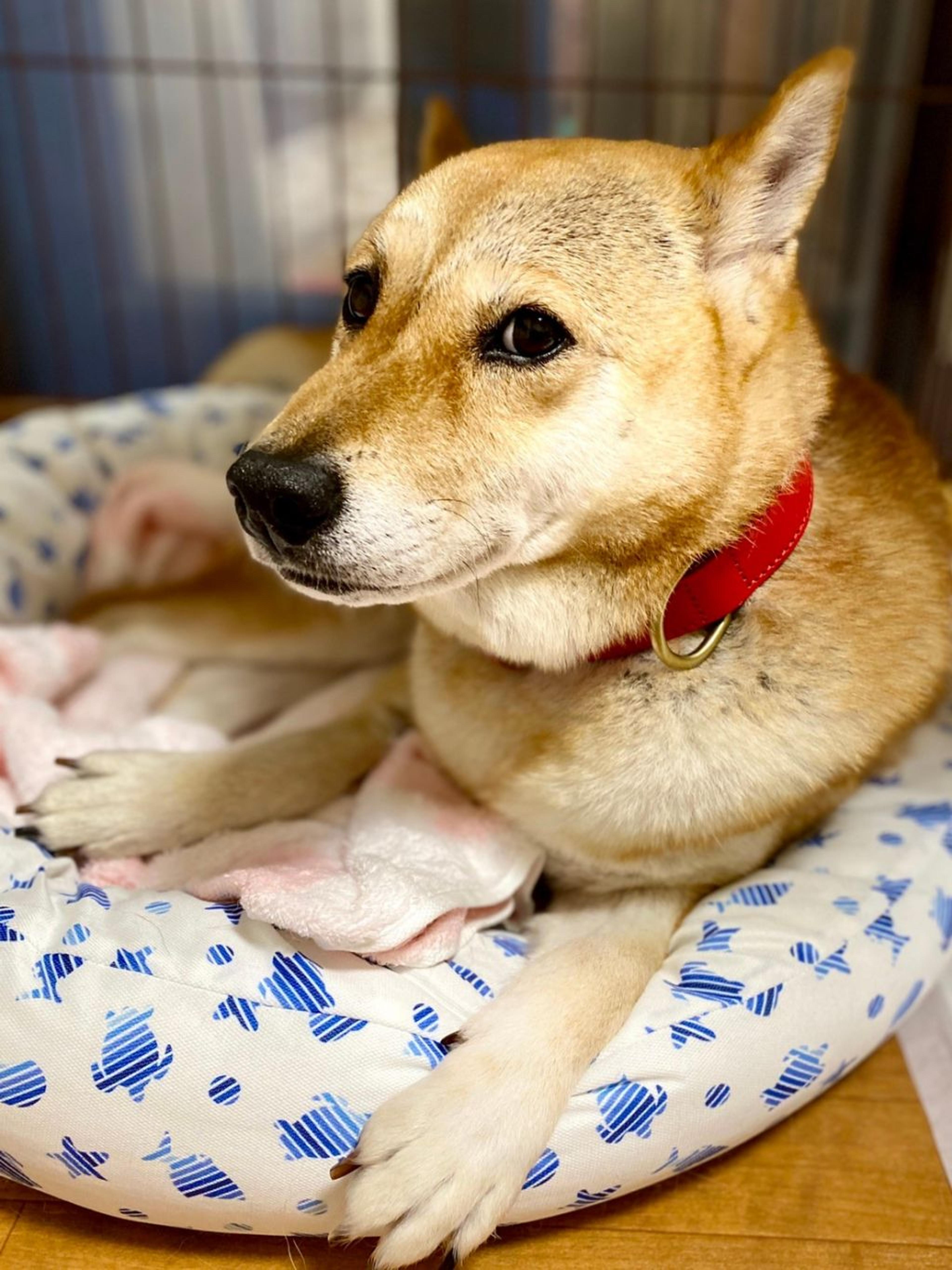 pet-image-5