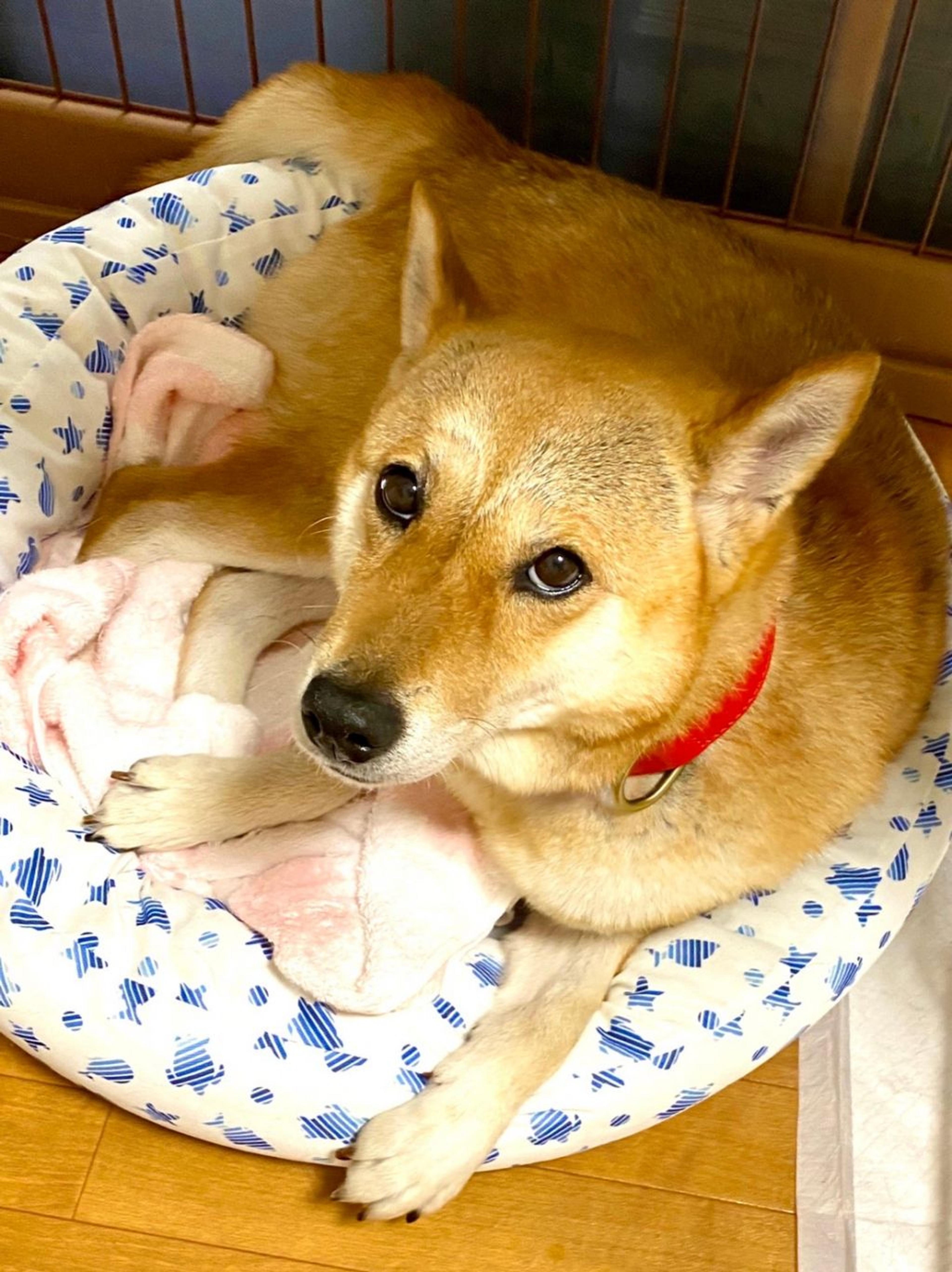 pet-image-6