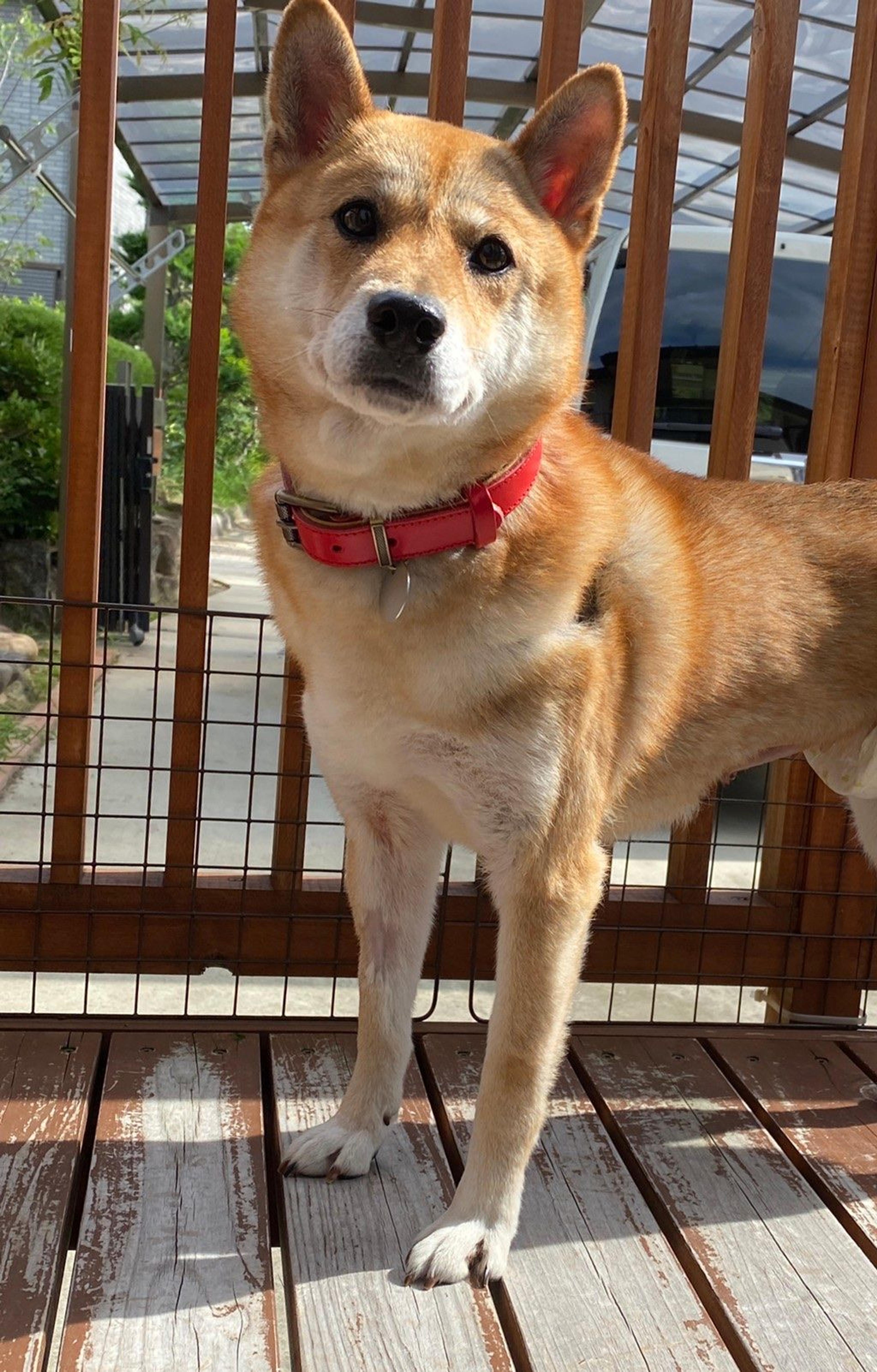 pet-image-7