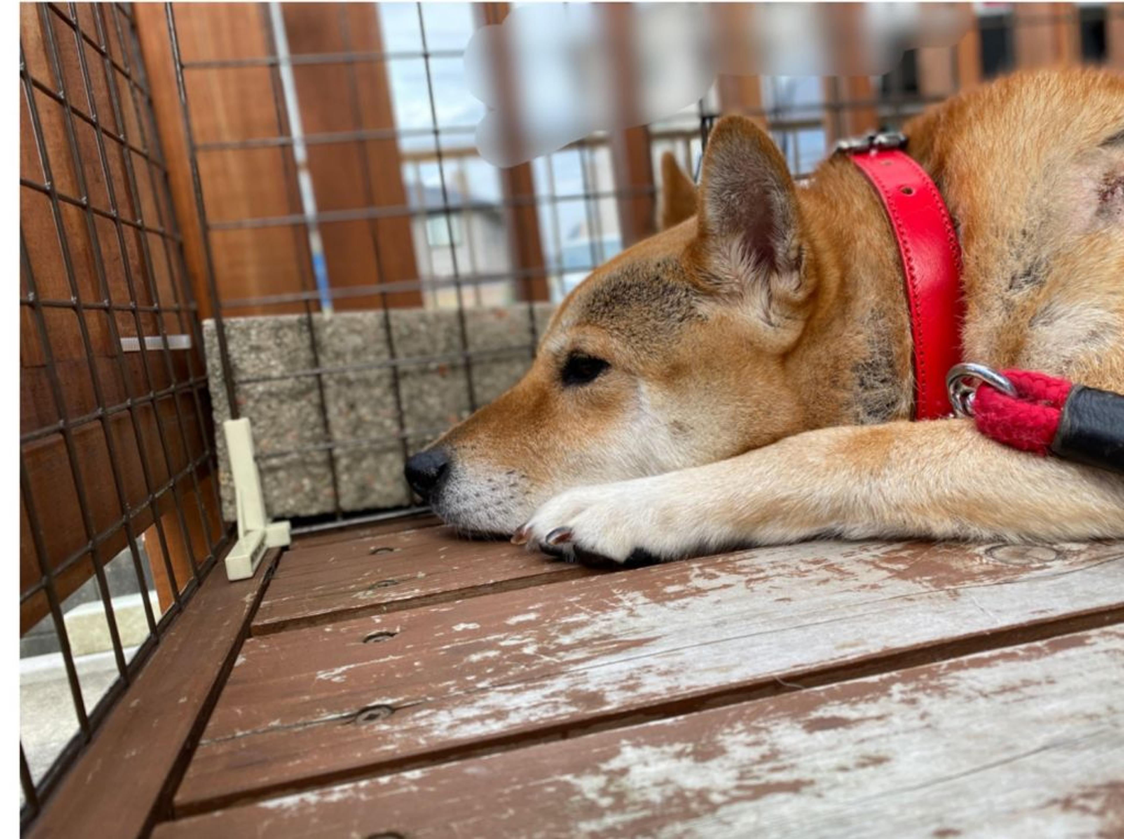 pet-image-8