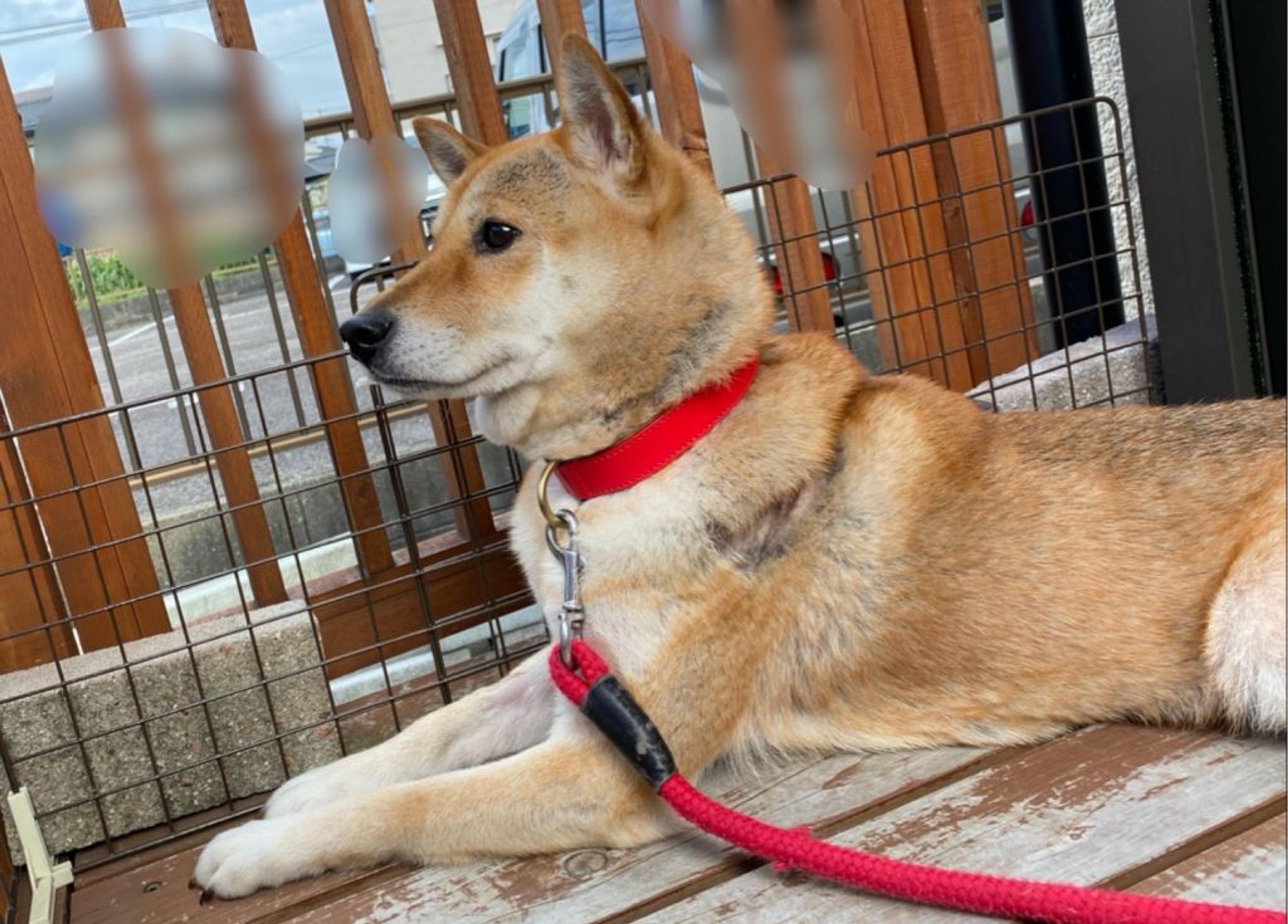 pet-image-9