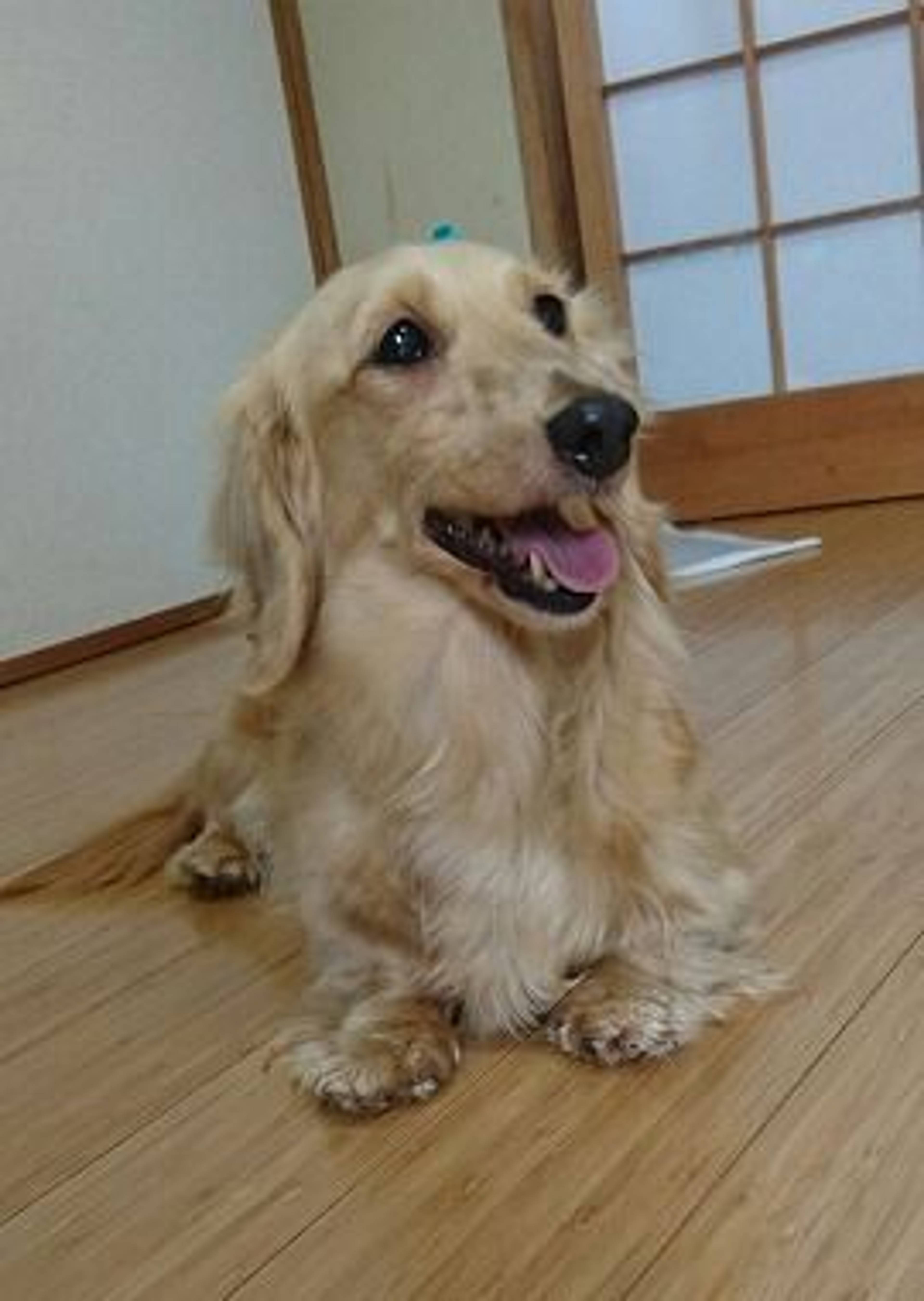 ミニチュア・ダックスフンド・メスの里親募集の写真