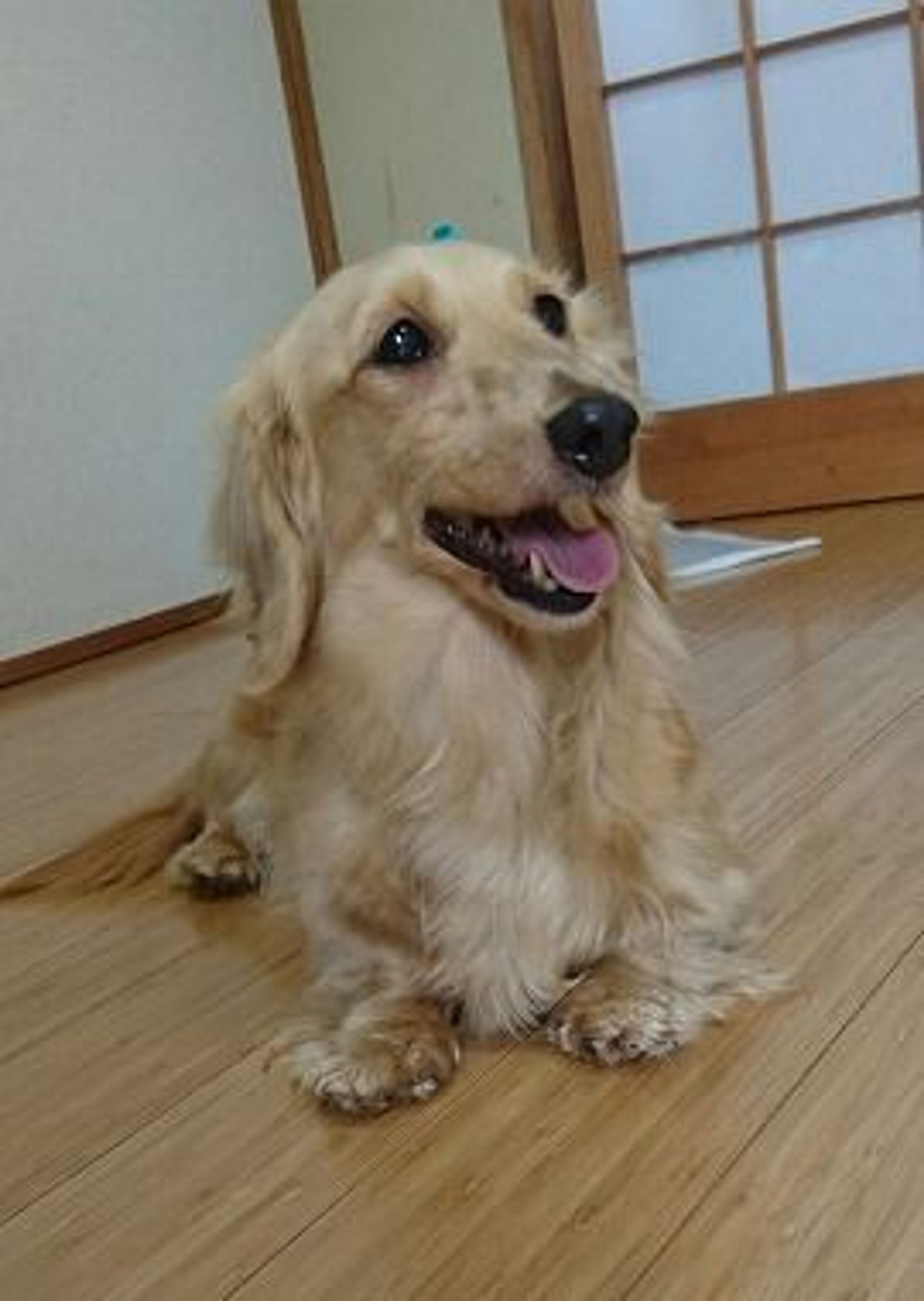 ミニチュア・ダックスフンド・メスの里親募集の写真