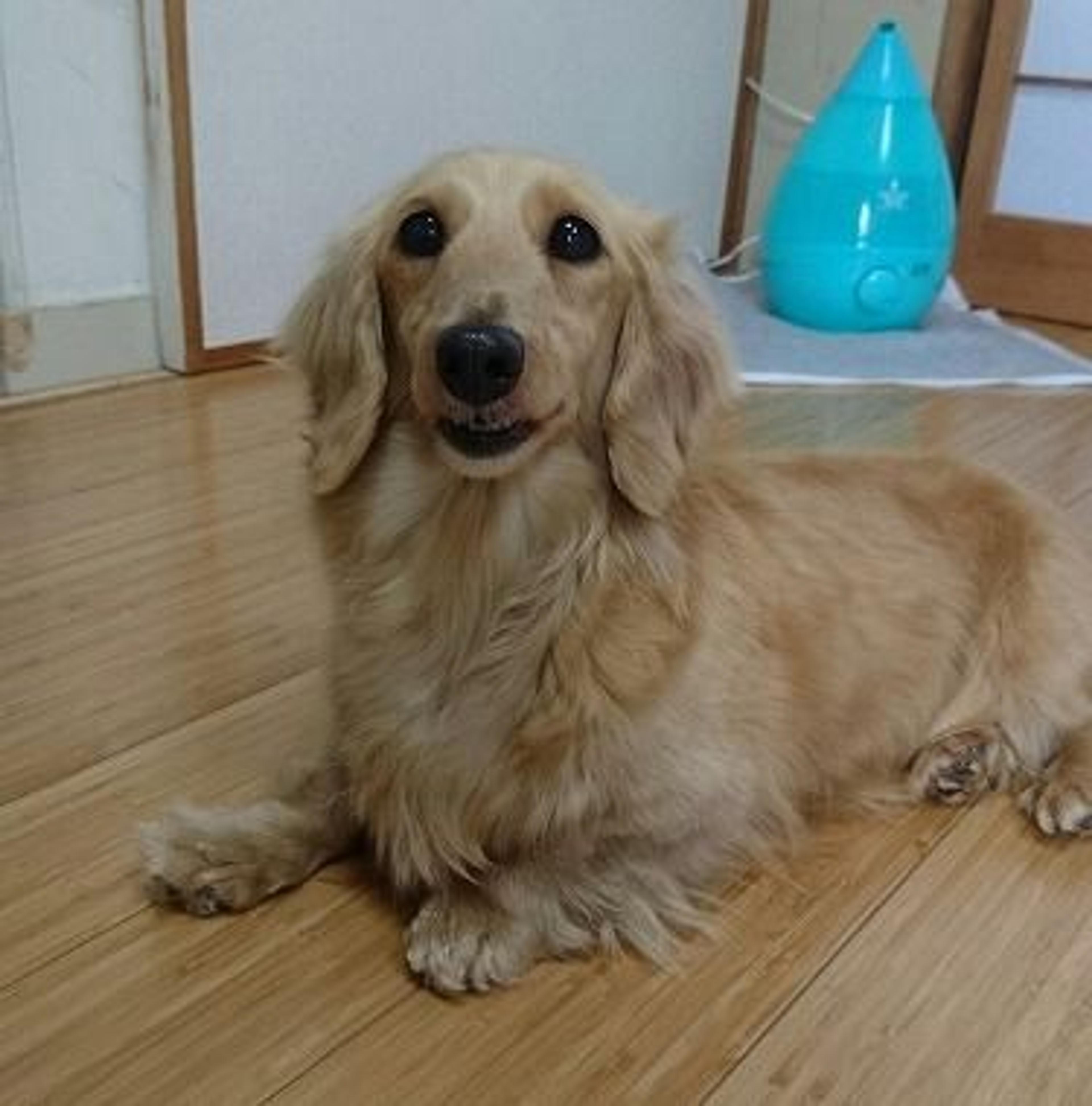 pet-image-2