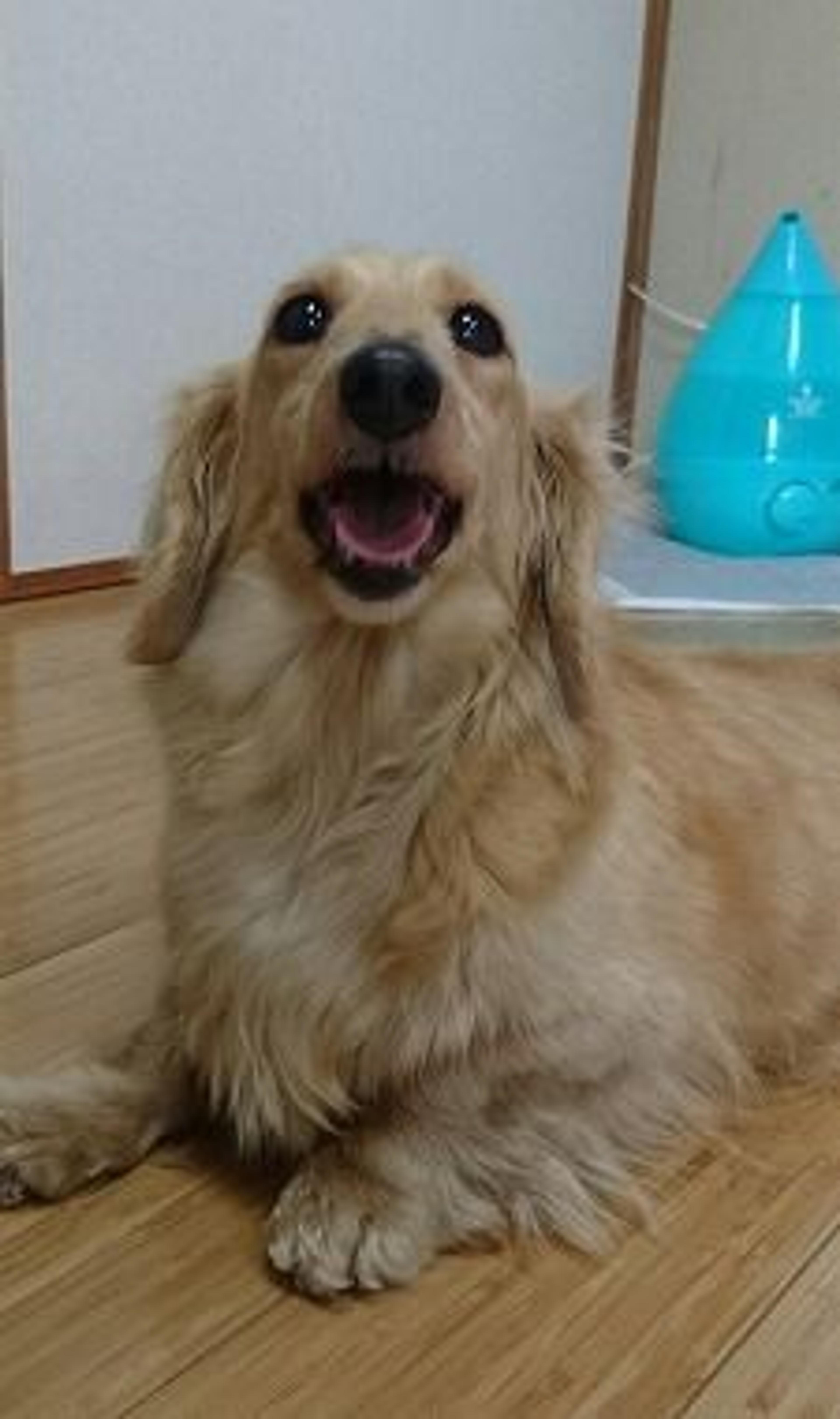 pet-image-3