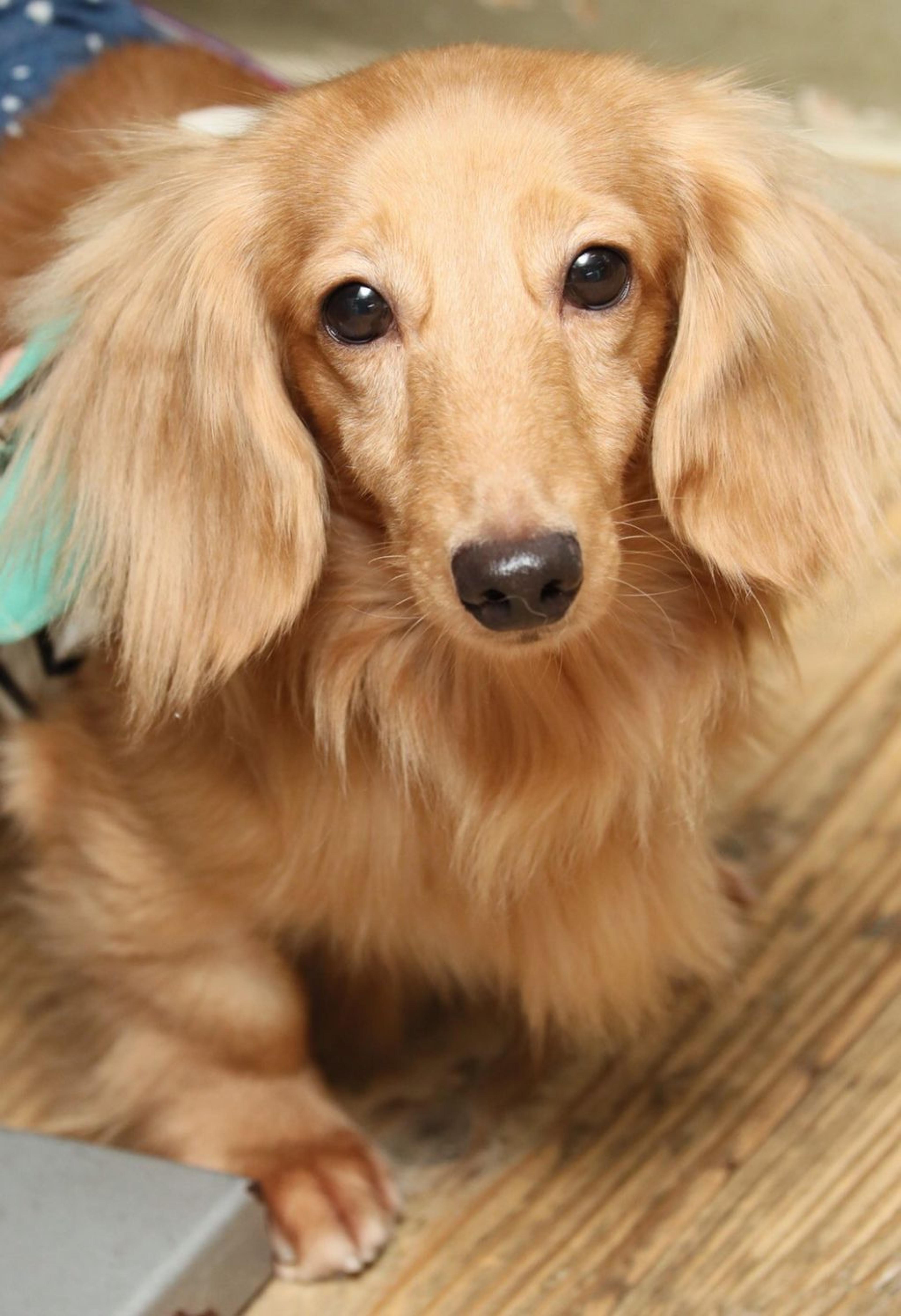 pet-image-4