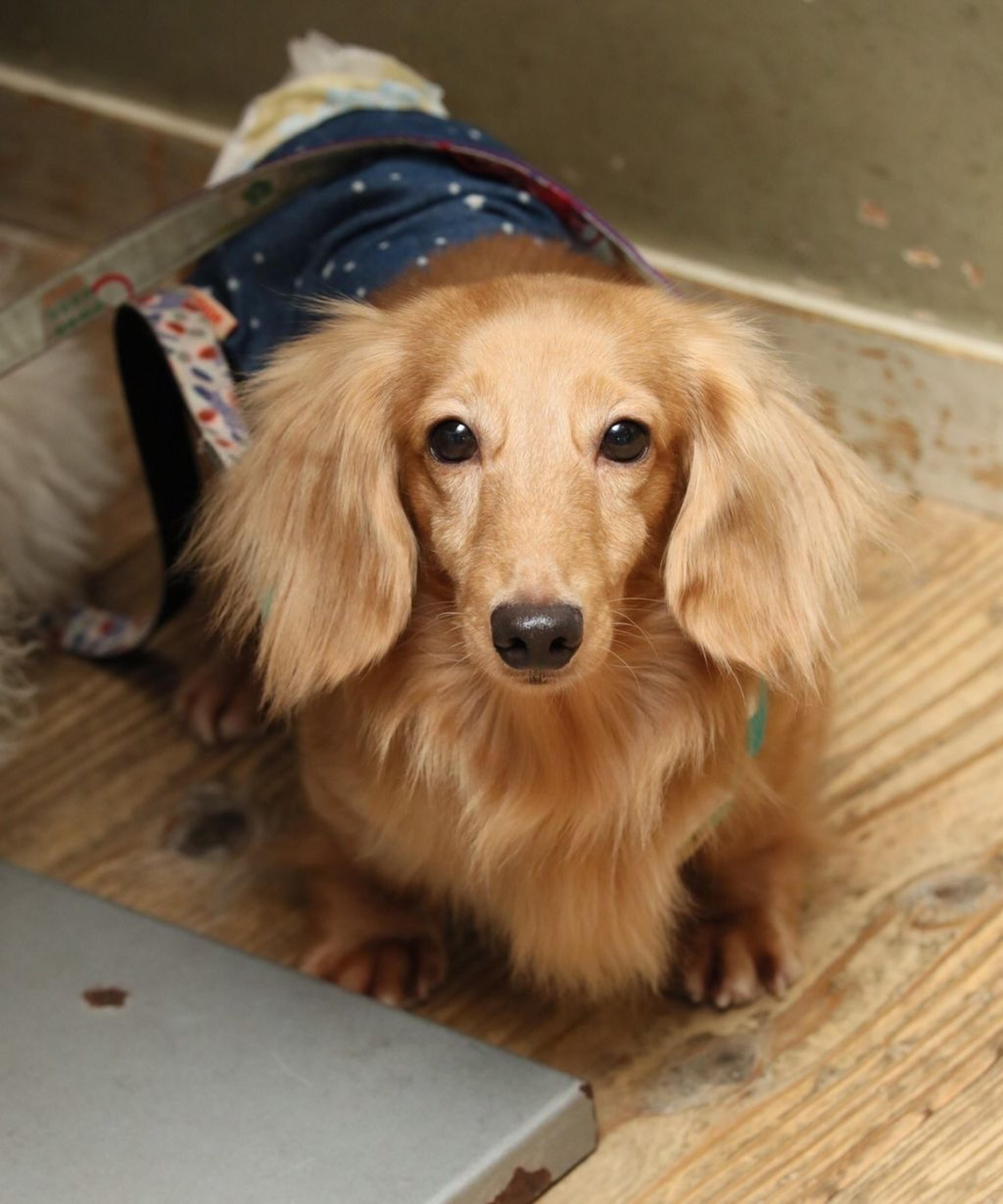 pet-image-5