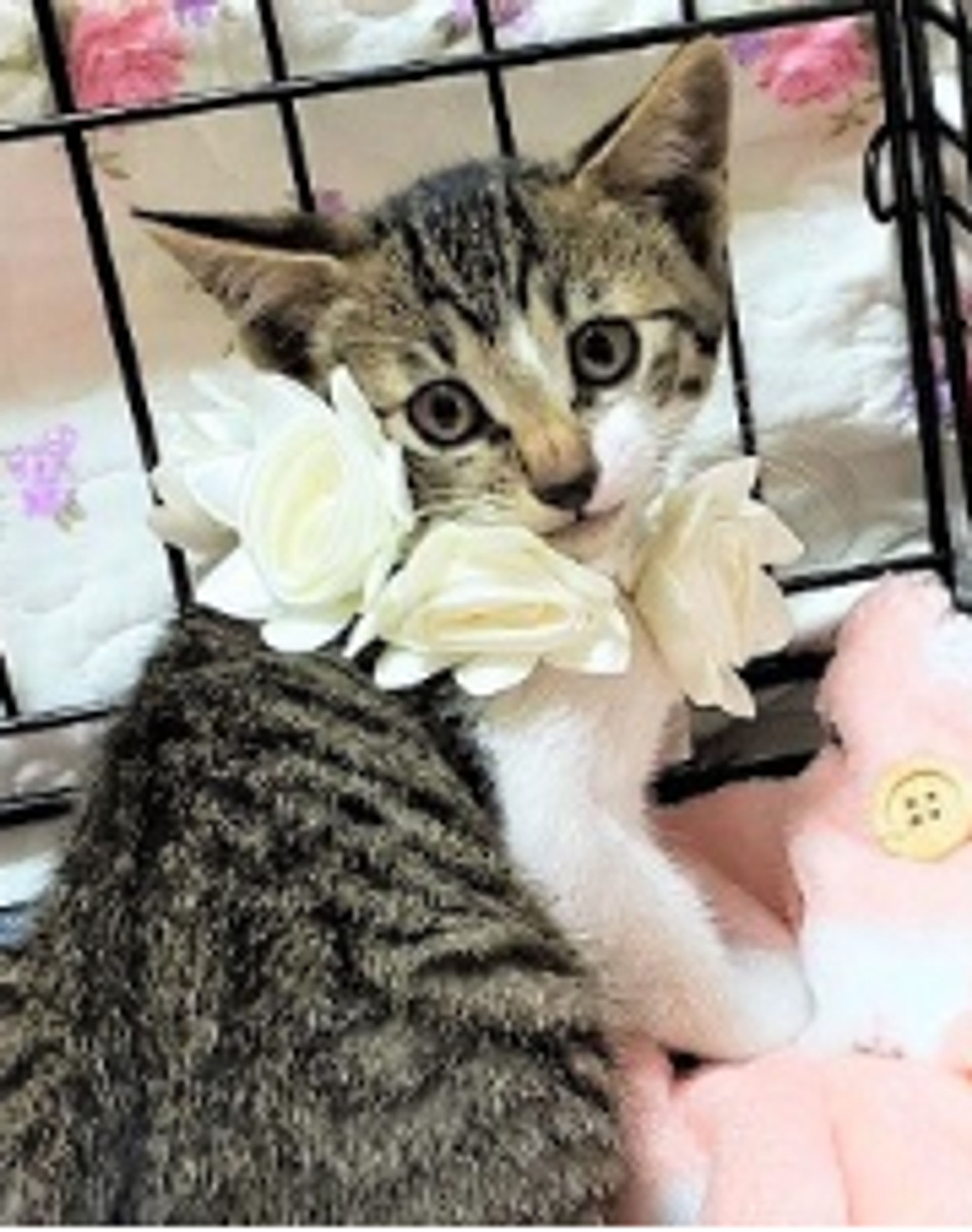 雑種（ミックス猫）・メスの里親募集の写真