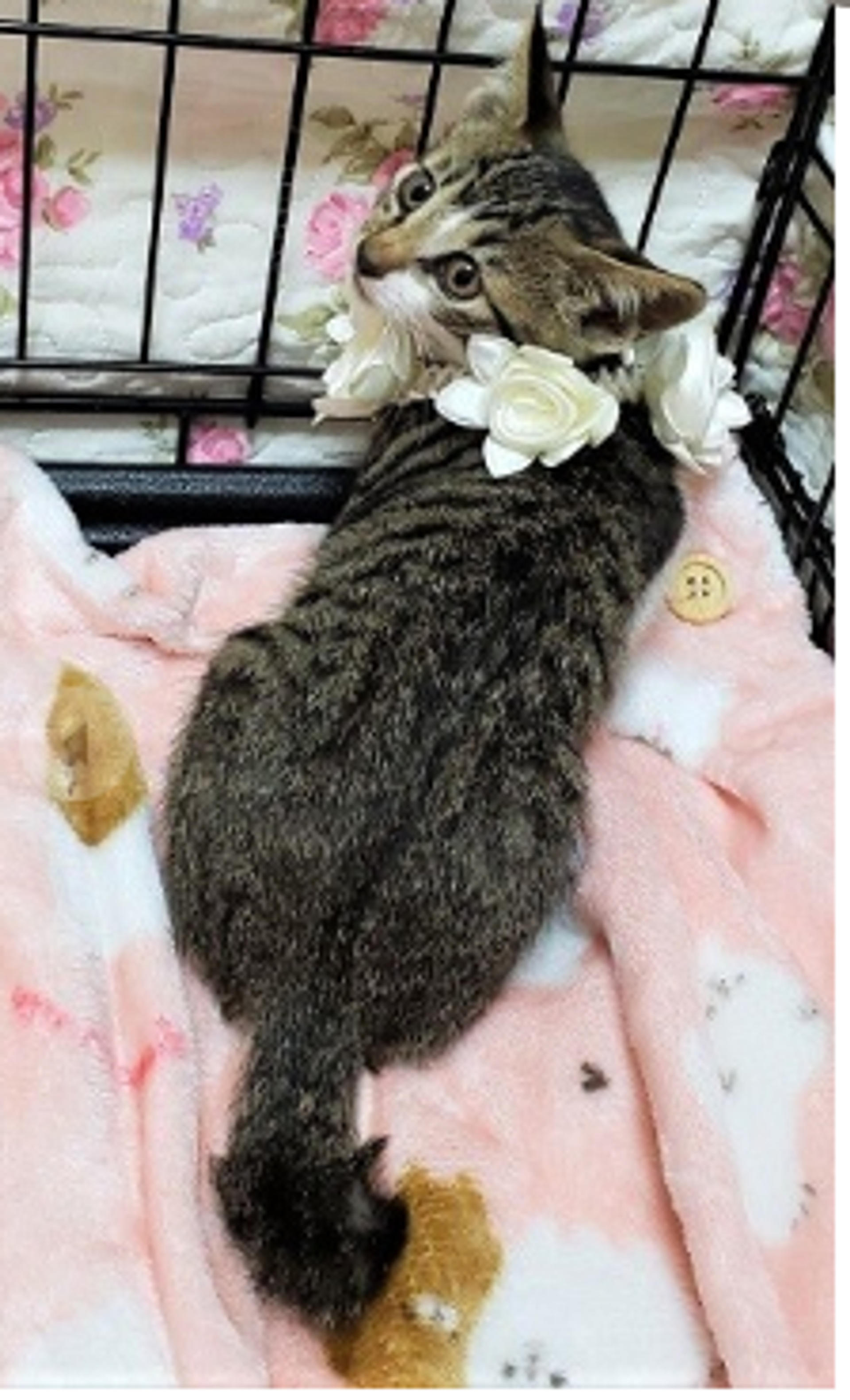 pet-image-3
